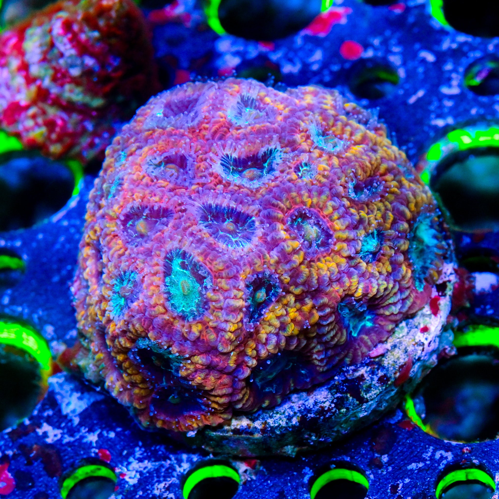 RC Rainbow Splash Favia *WYSIWYG*