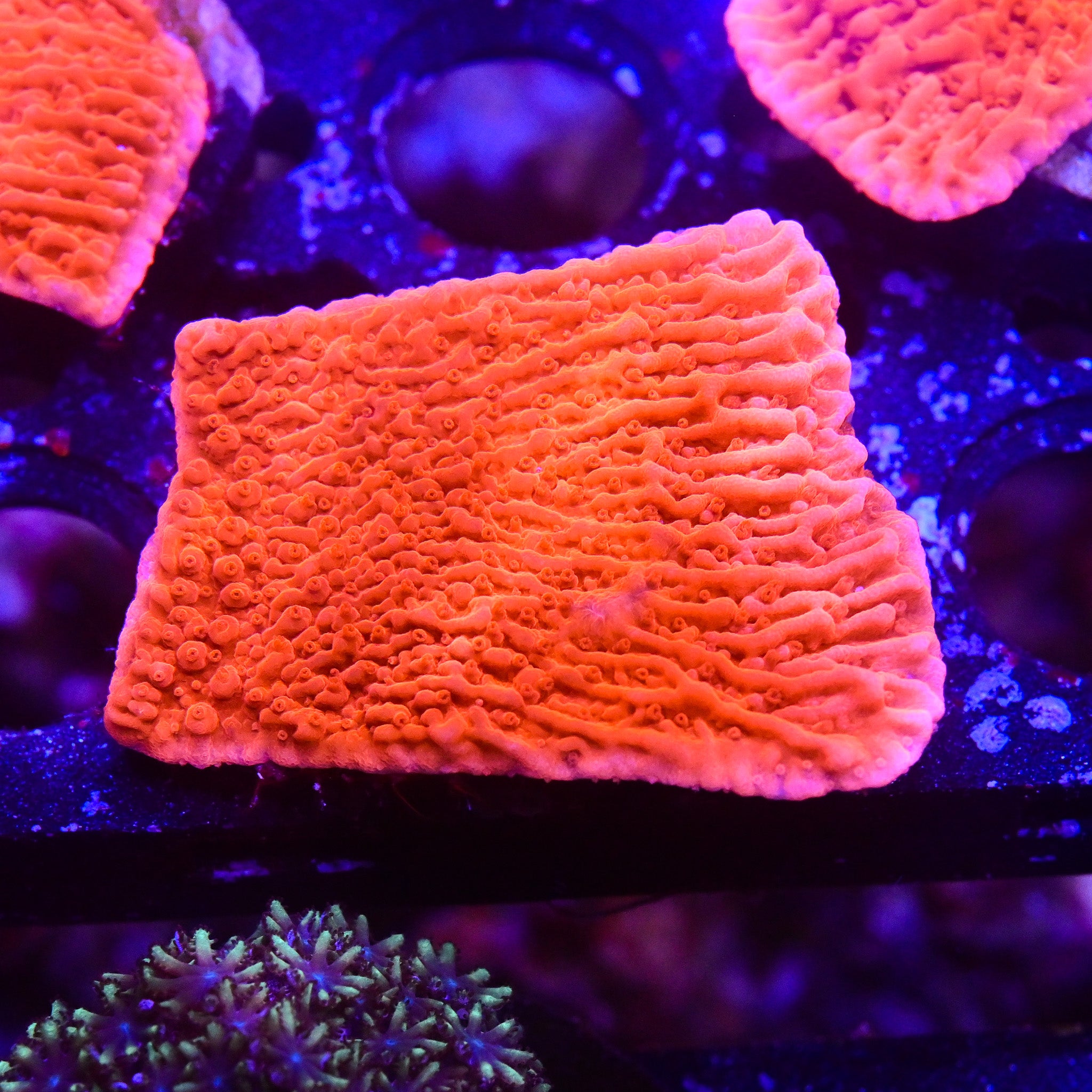 RC Red Cap Monti