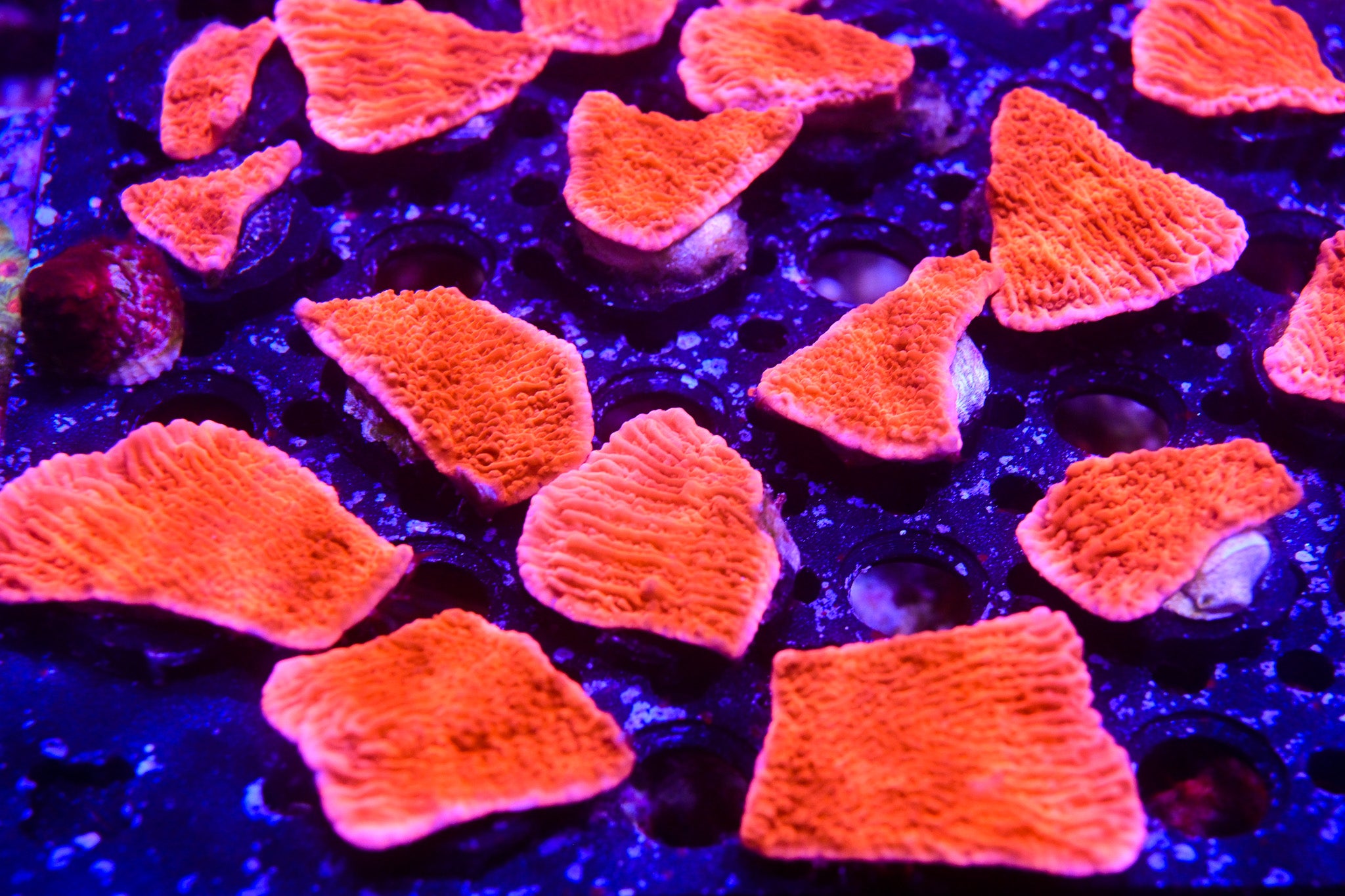 RC Red Cap Monti
