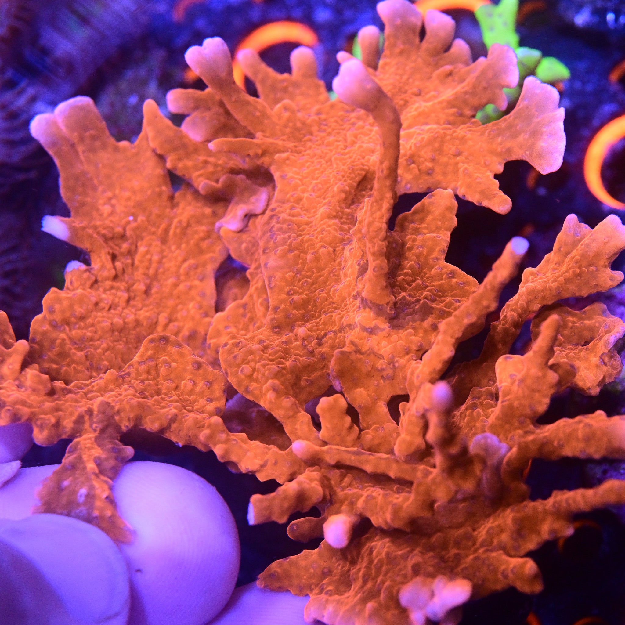 RC Red Elkhorn Montipora