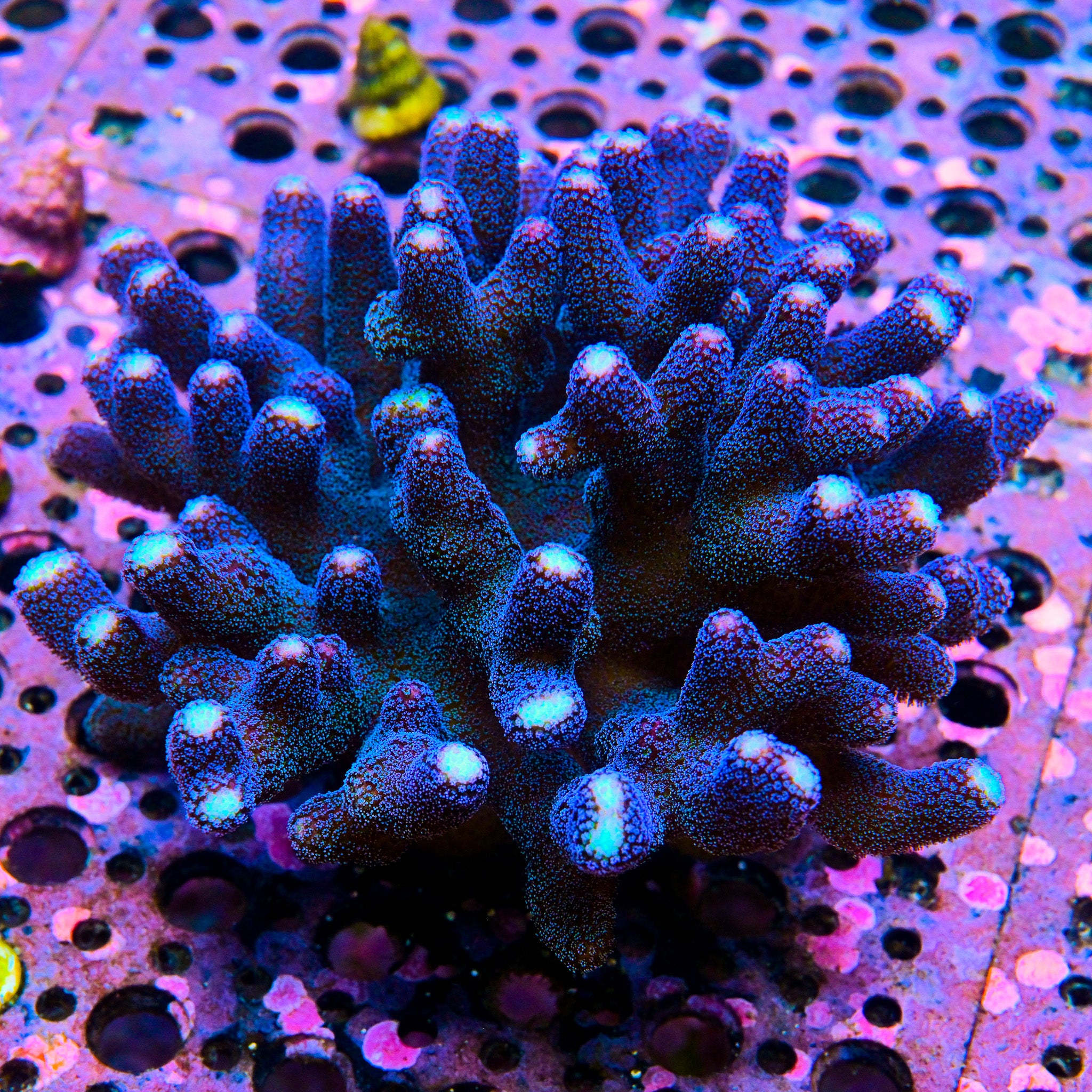 RC Blue Suede Stylo