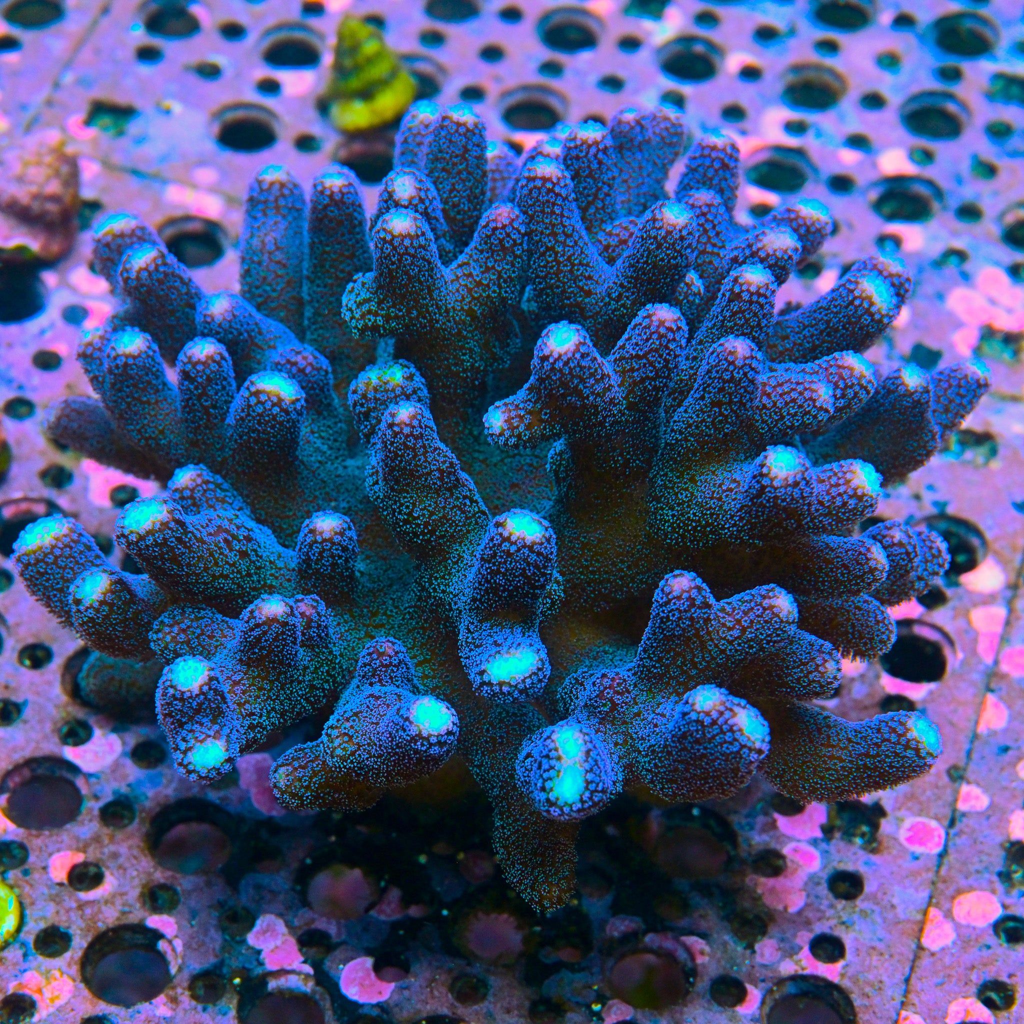 RC Blue Suede Stylo