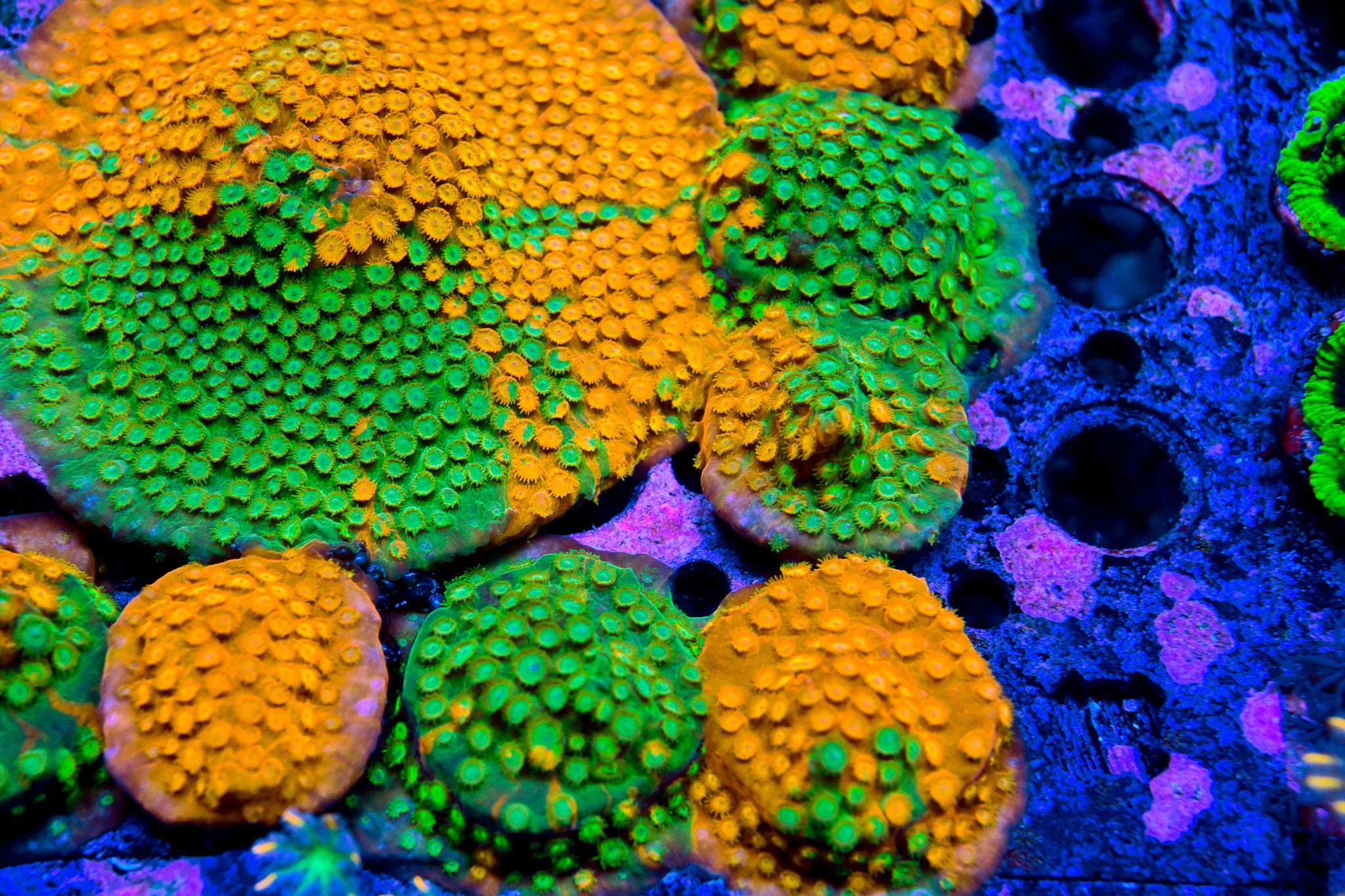 RC Circuit Breaker Cyphastrea *ALMOST WYSIWYG*