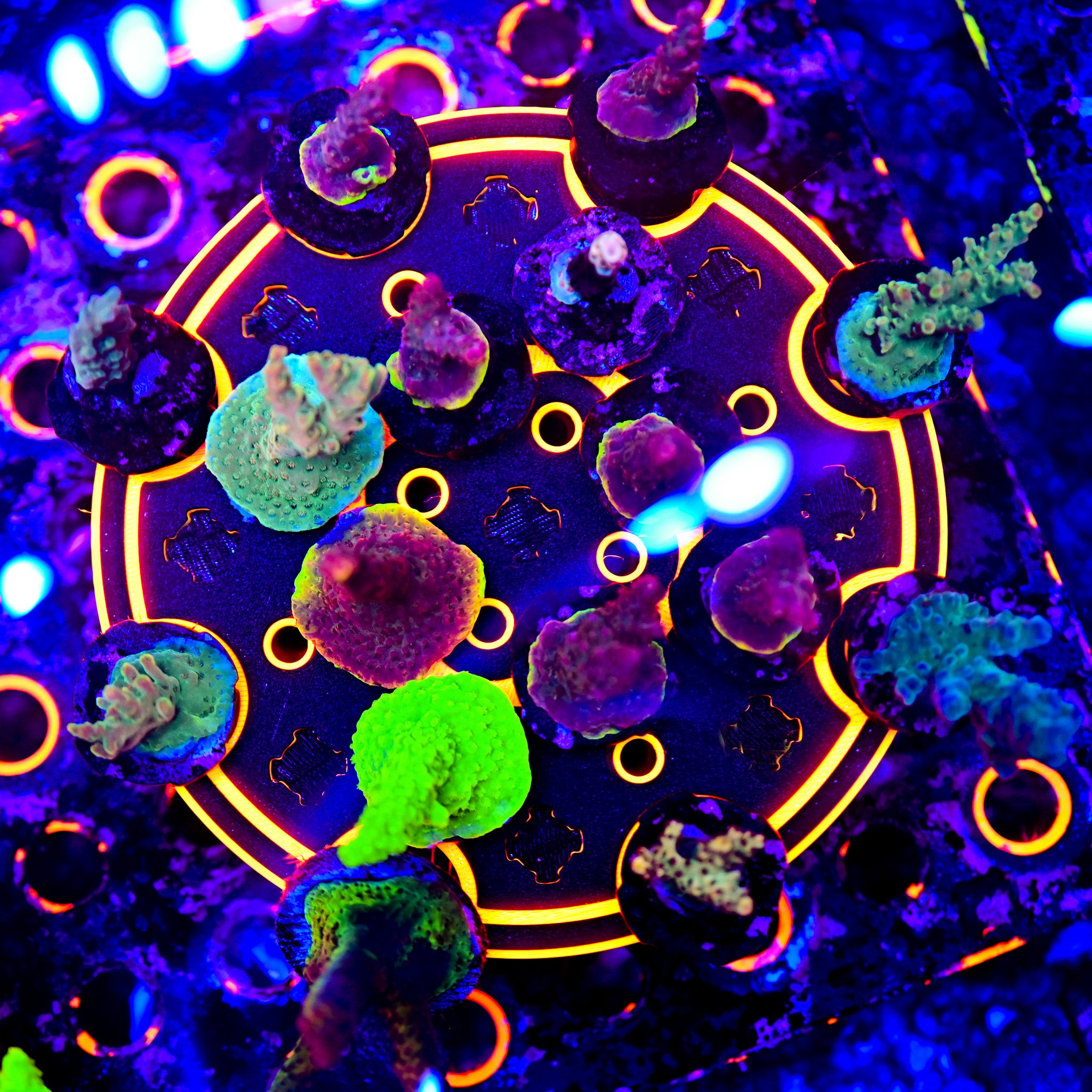 Coral Frag Tech | The Ninja Coral Platform Vertical Frag Rack