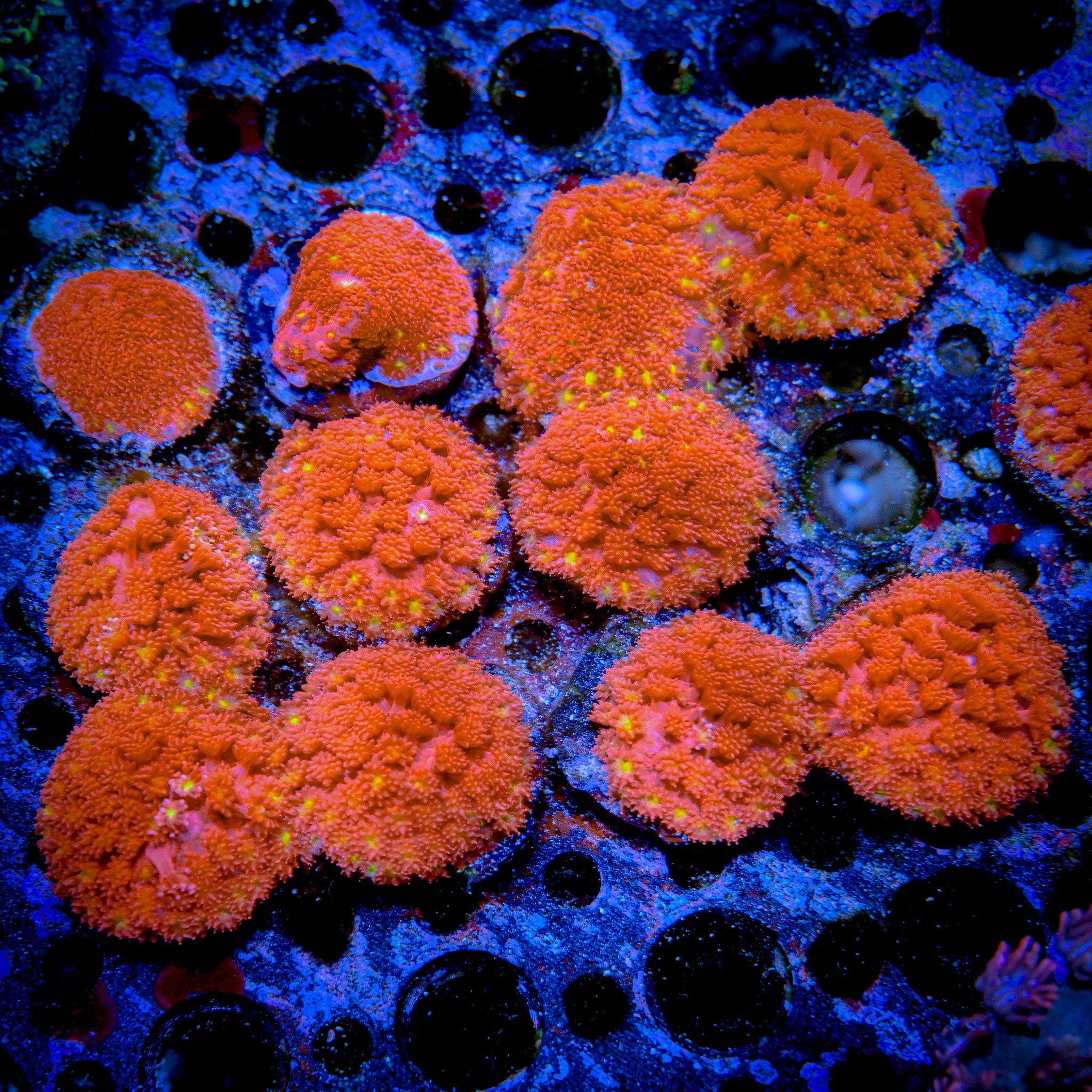 RC Pink Lemon Drop Bernadpora Frag *ALMOST WYSIWYG*
