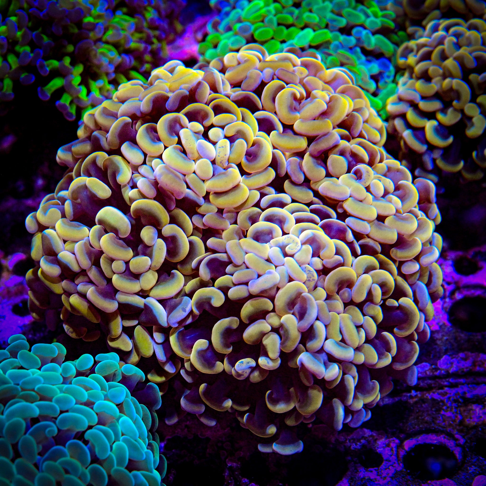 XL Multi Head Malaysian Gold Hammer *WYSIWYG*