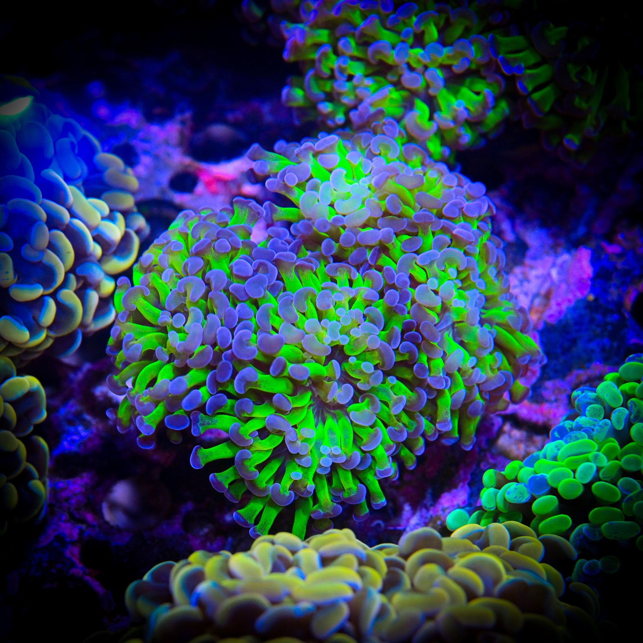 XL Bicolor Cristata Hammer *WYSIWYG*