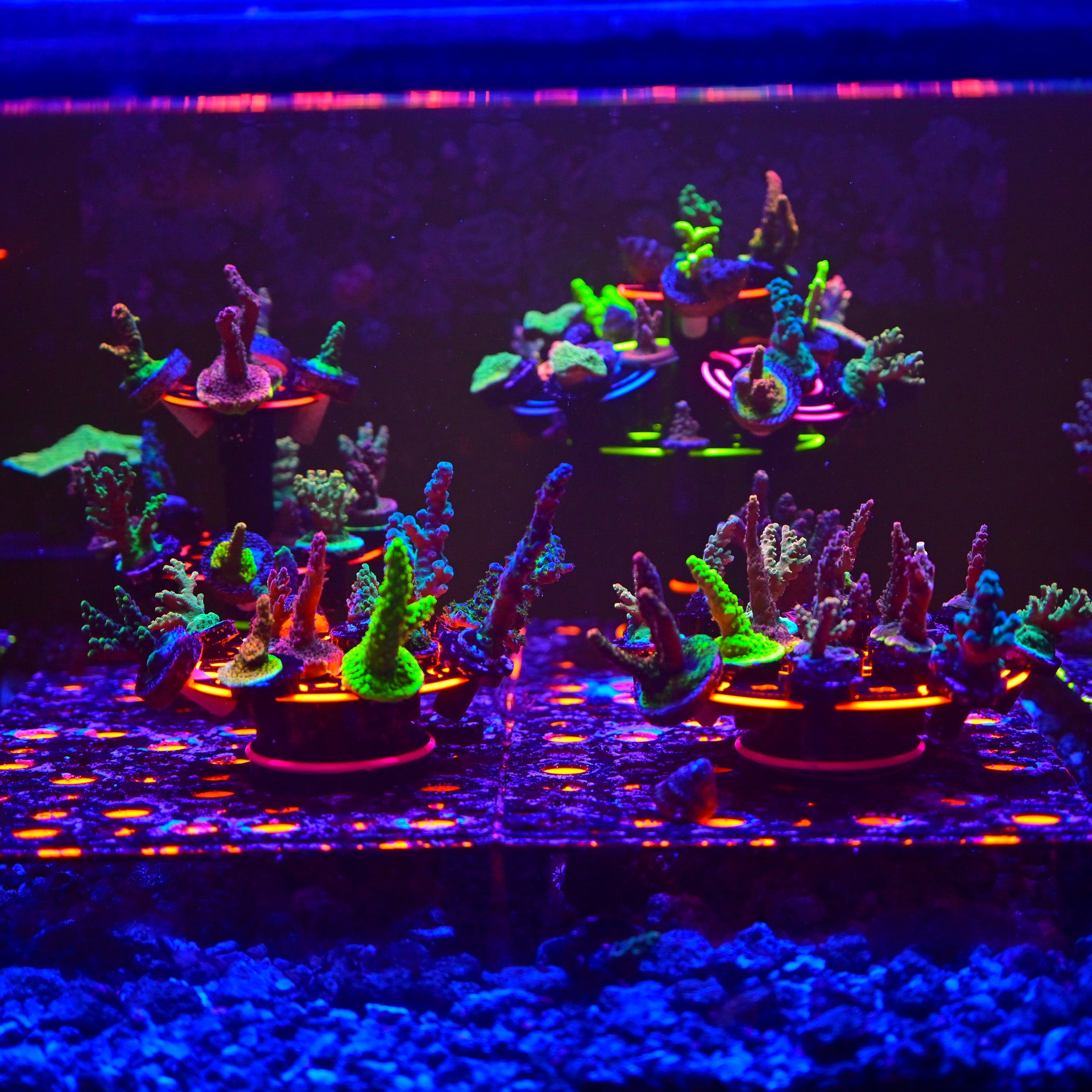Coral Frag Tech | The Ninja Coral Platform Vertical Frag Rack