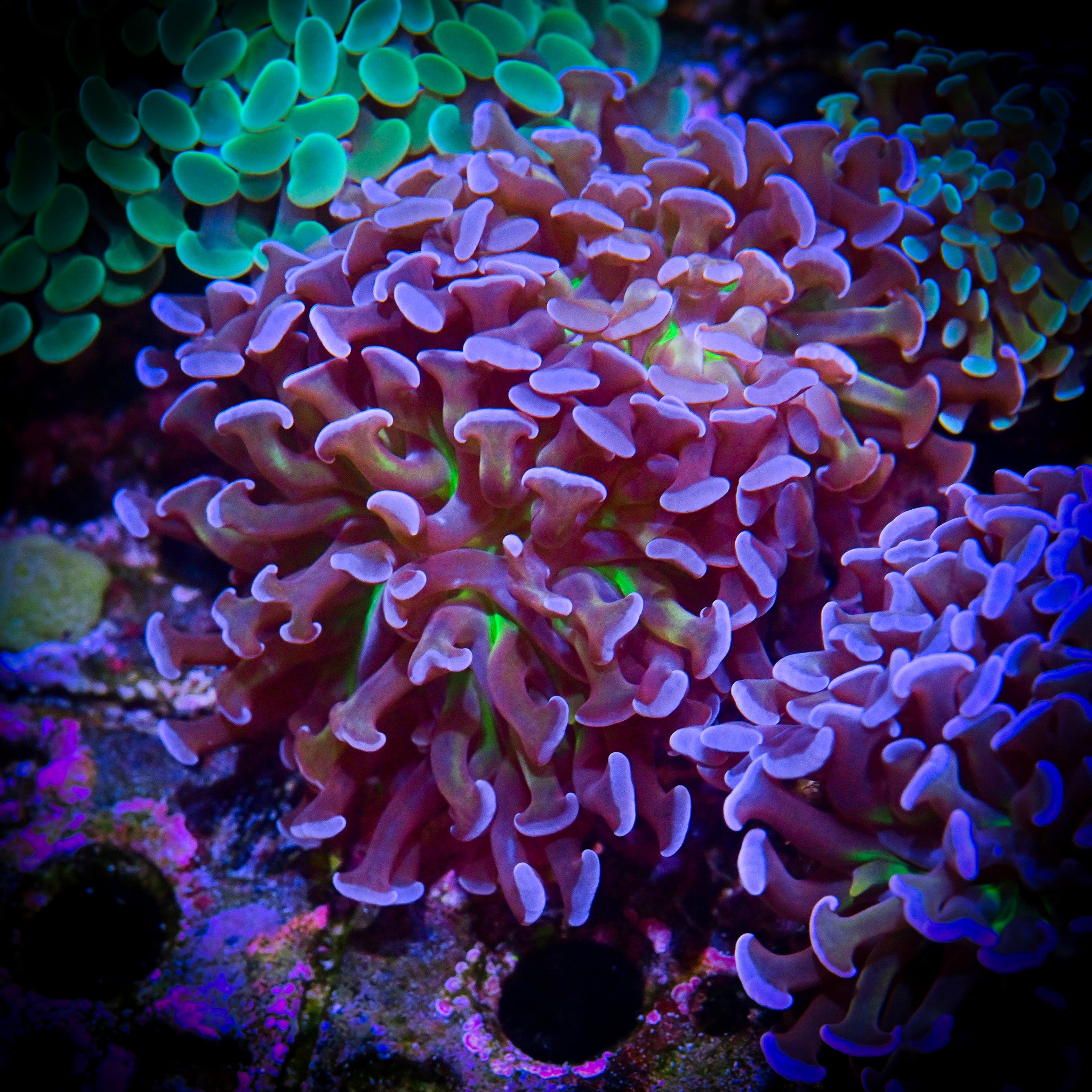 BICOLOR HAMMER SINGLE HEAD