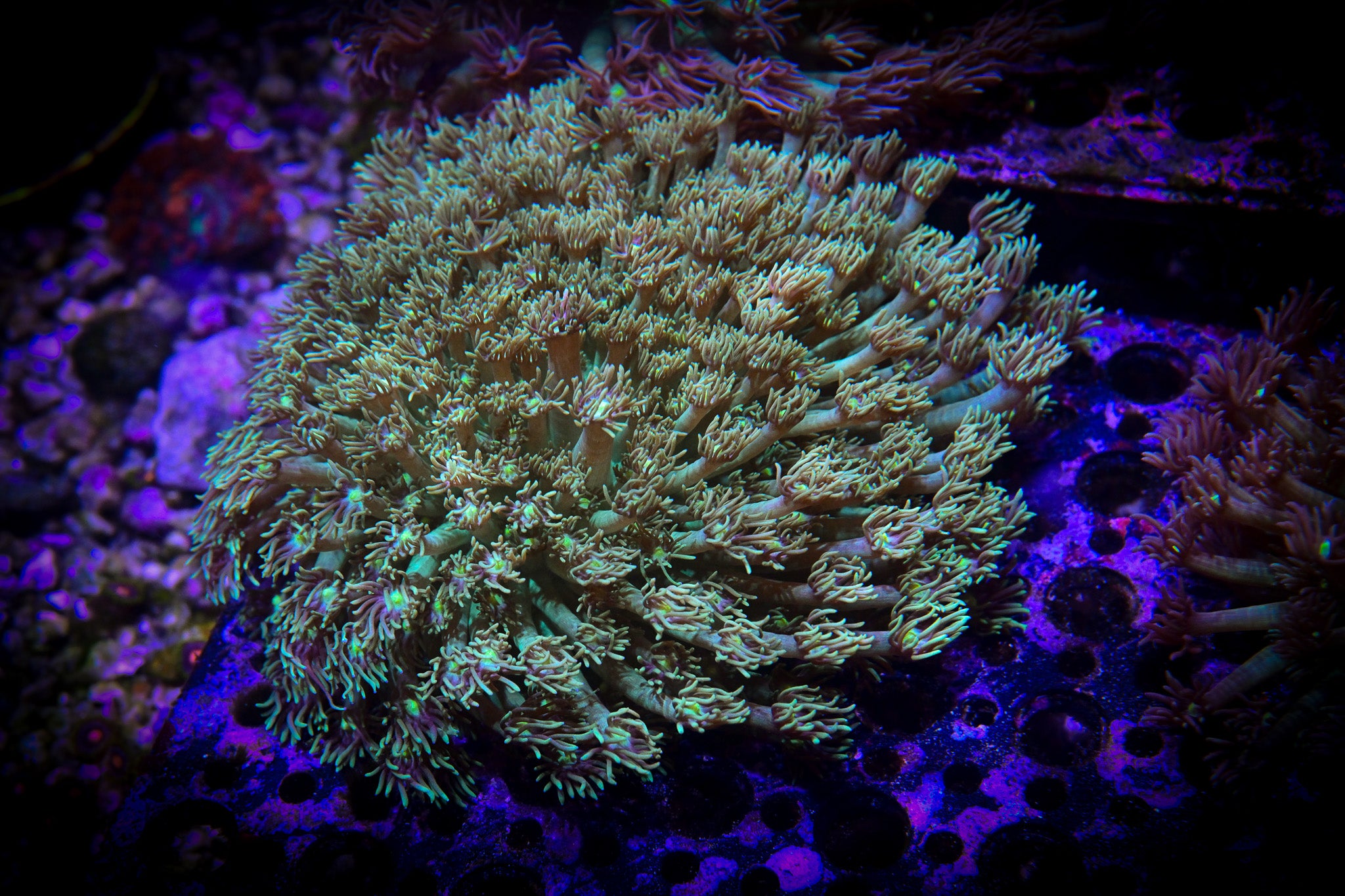 RC Goniopora Aquacultured Colony XL