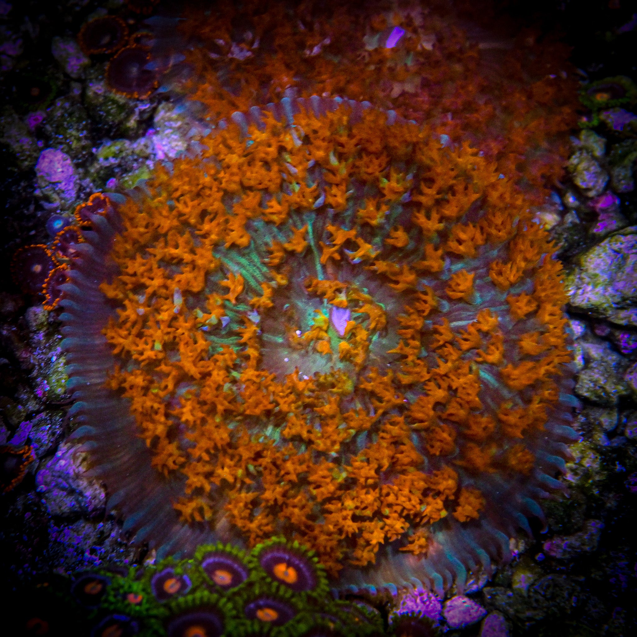 ULTRA RED SAINT THOMAS MUSHROOM