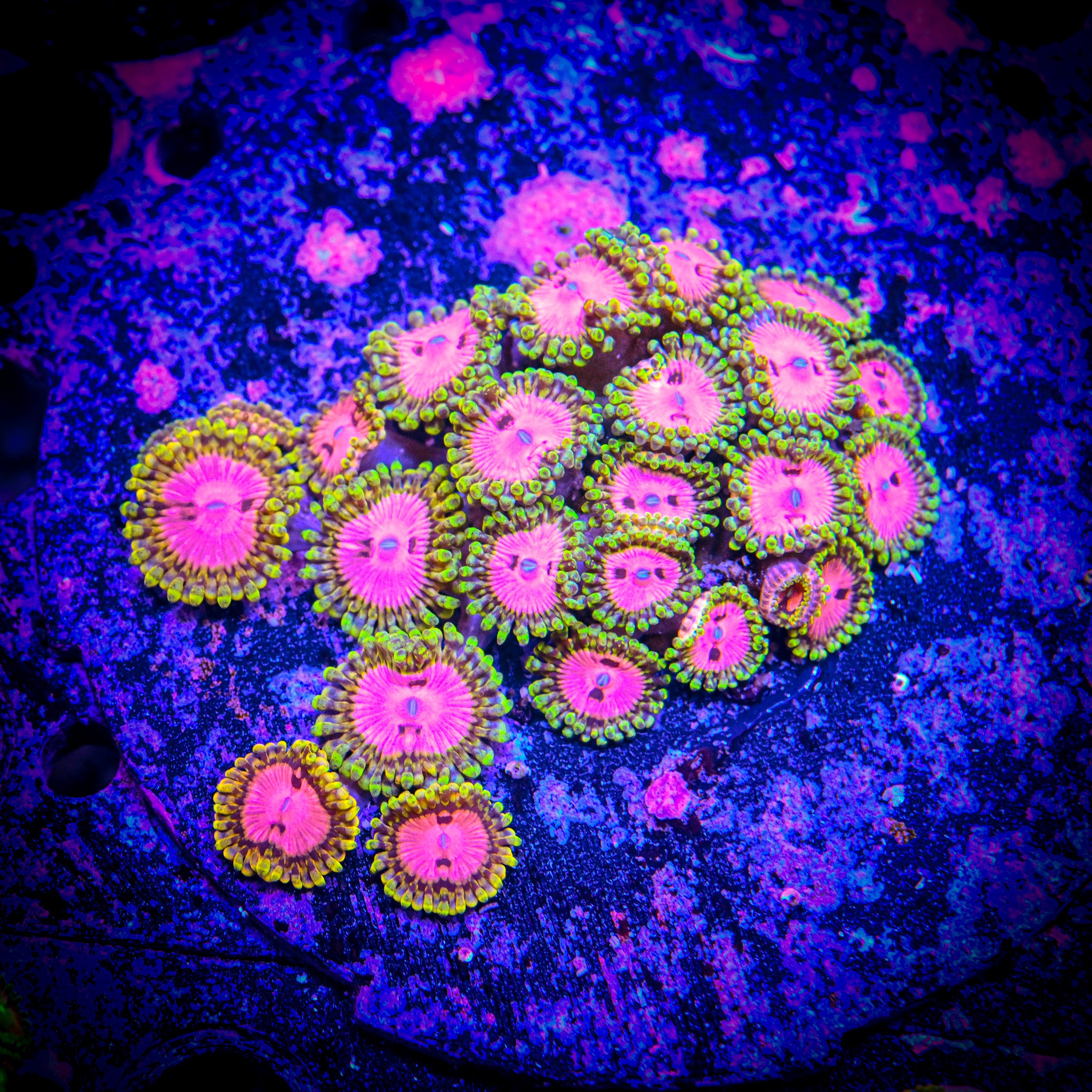 RR Pink Diamond Zoanthids