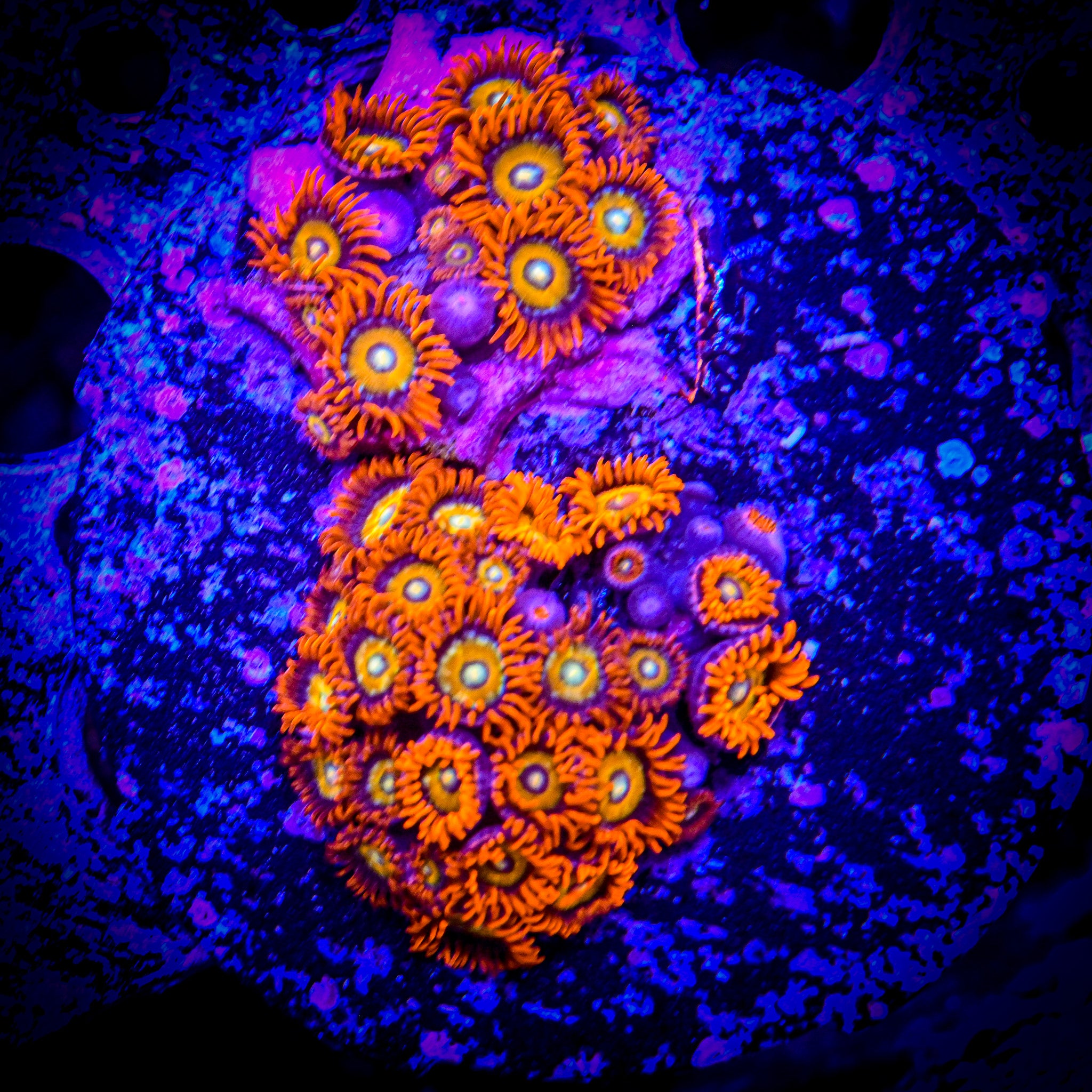 RC Shatterfield Zoanthids