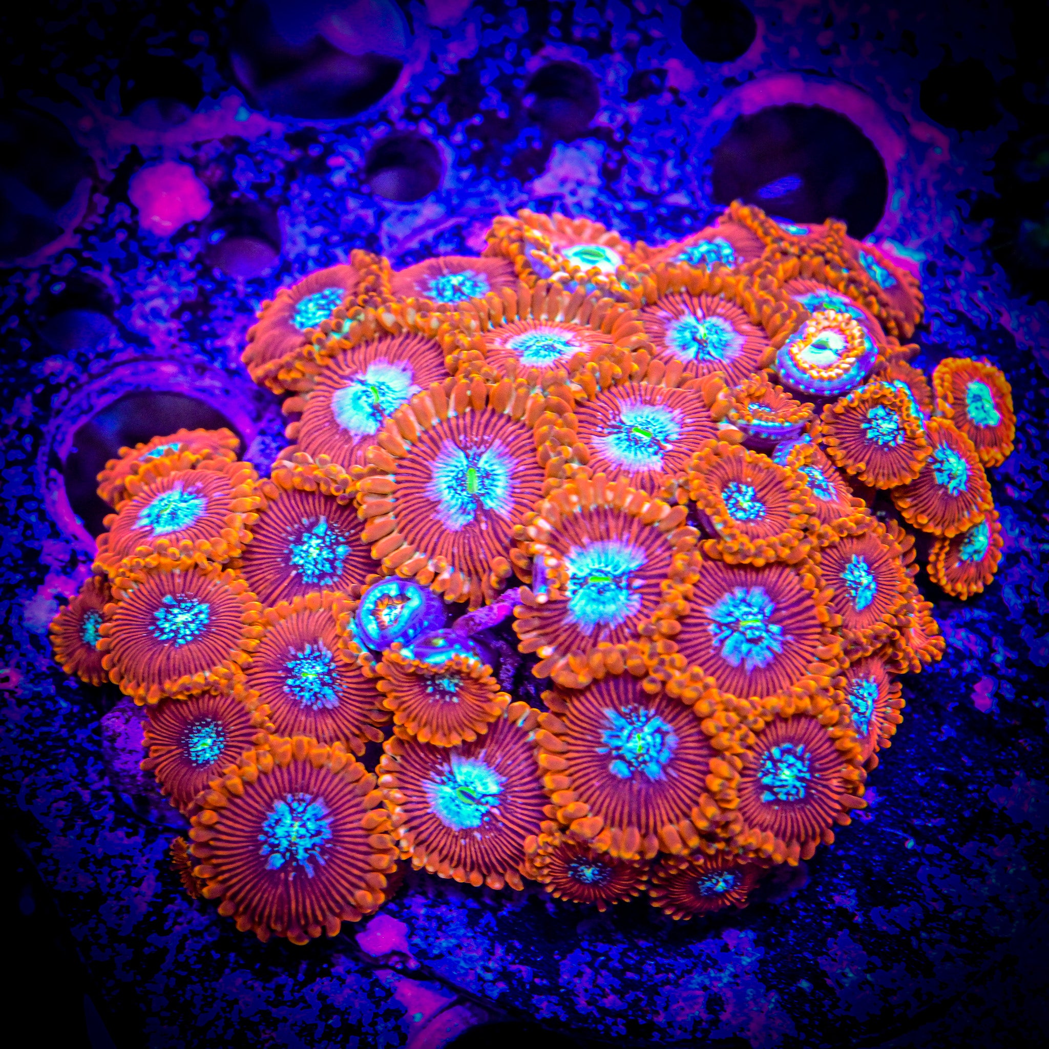 RC Salted Agave Zoanthid