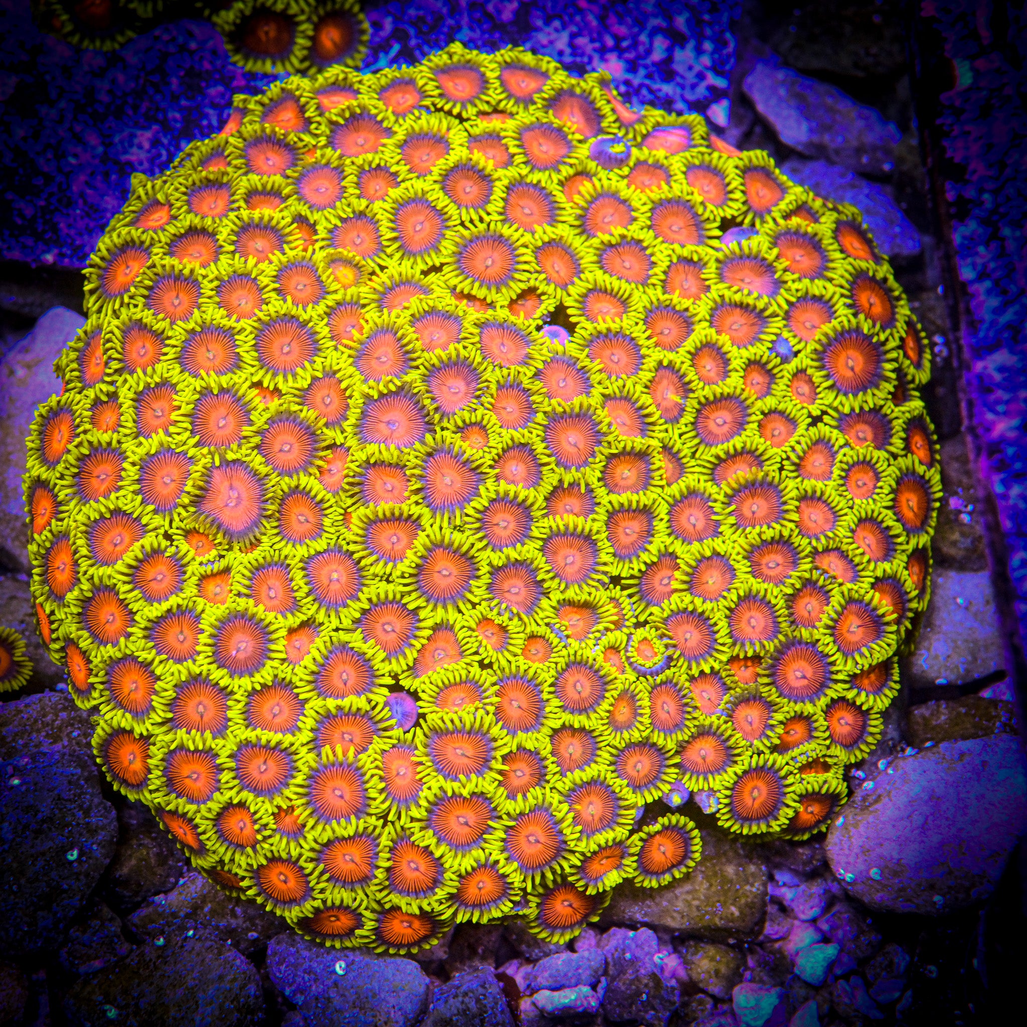 CC Spitfire Zoanthid Frag
