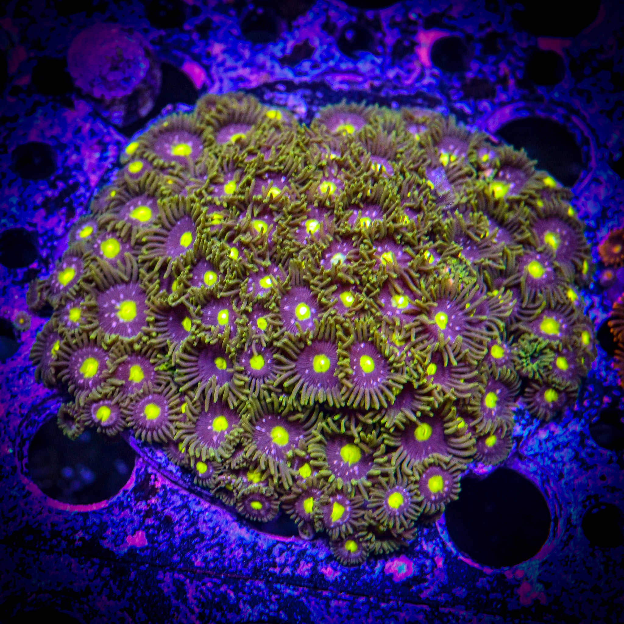 RC Antimatter Zoanthid Frag