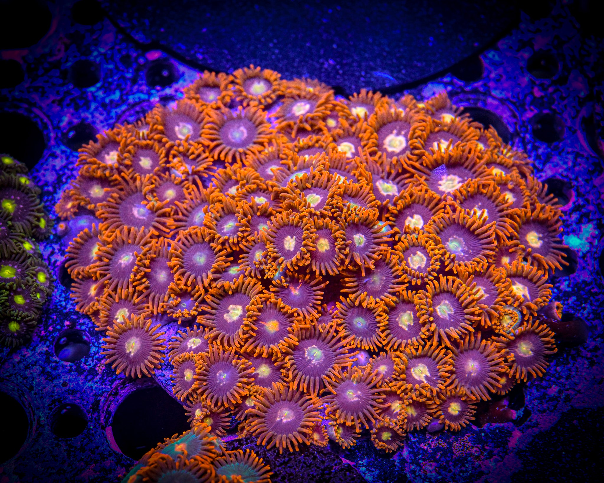 RC Firecracker Zoa Frag