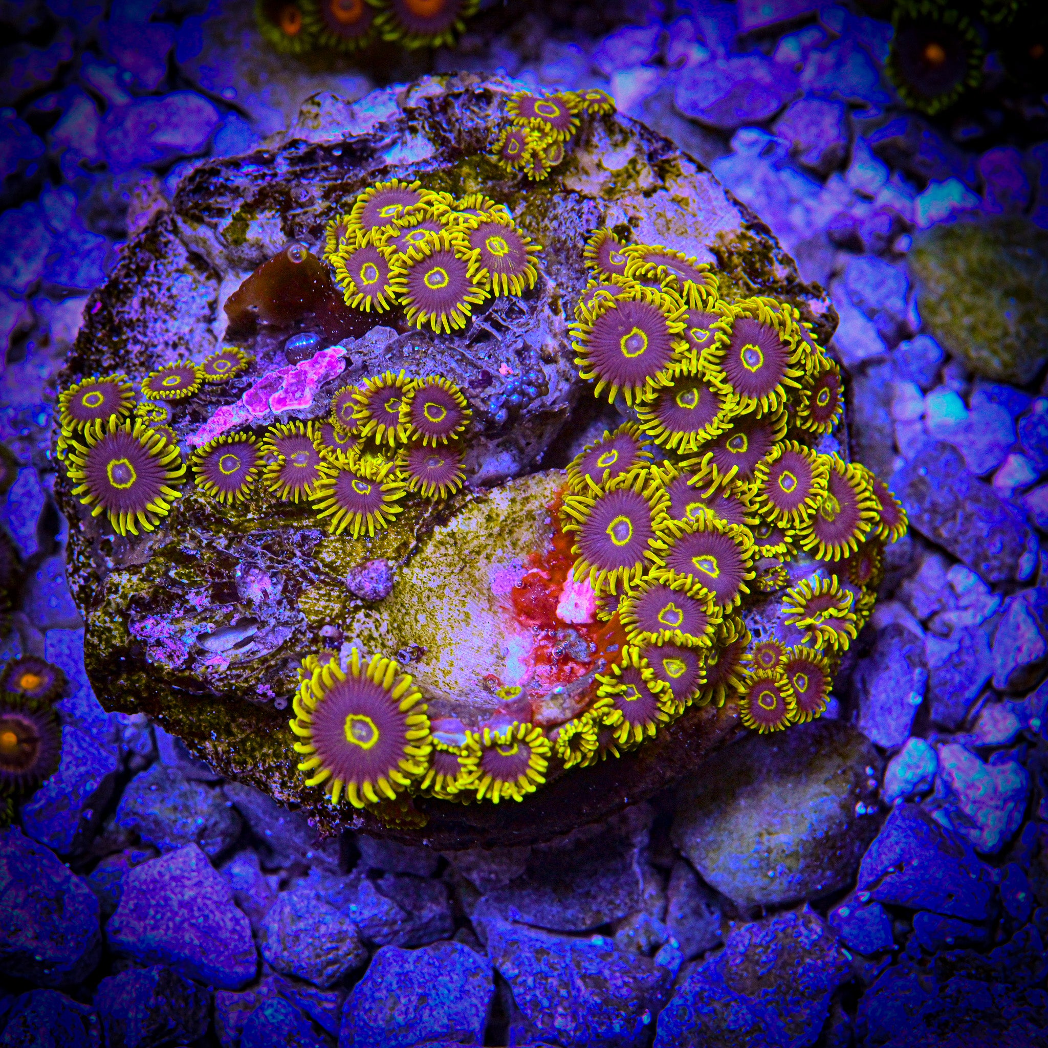 RC Yellow Hornet Zoanthids