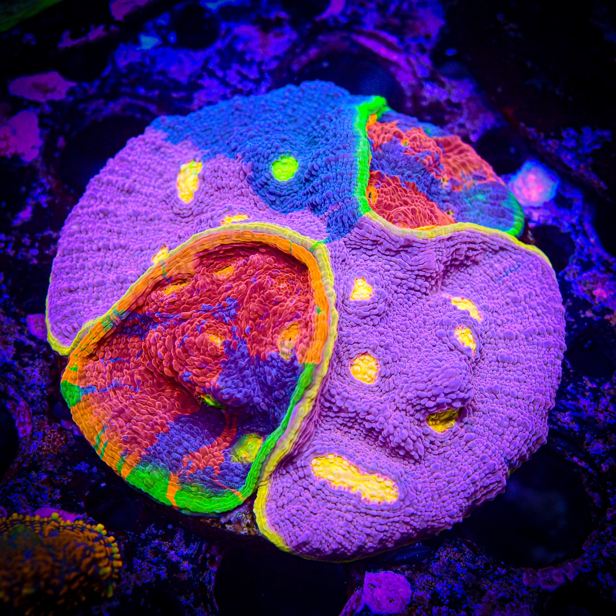 XL 2.5" Multi Rainbow Chalice Disc
