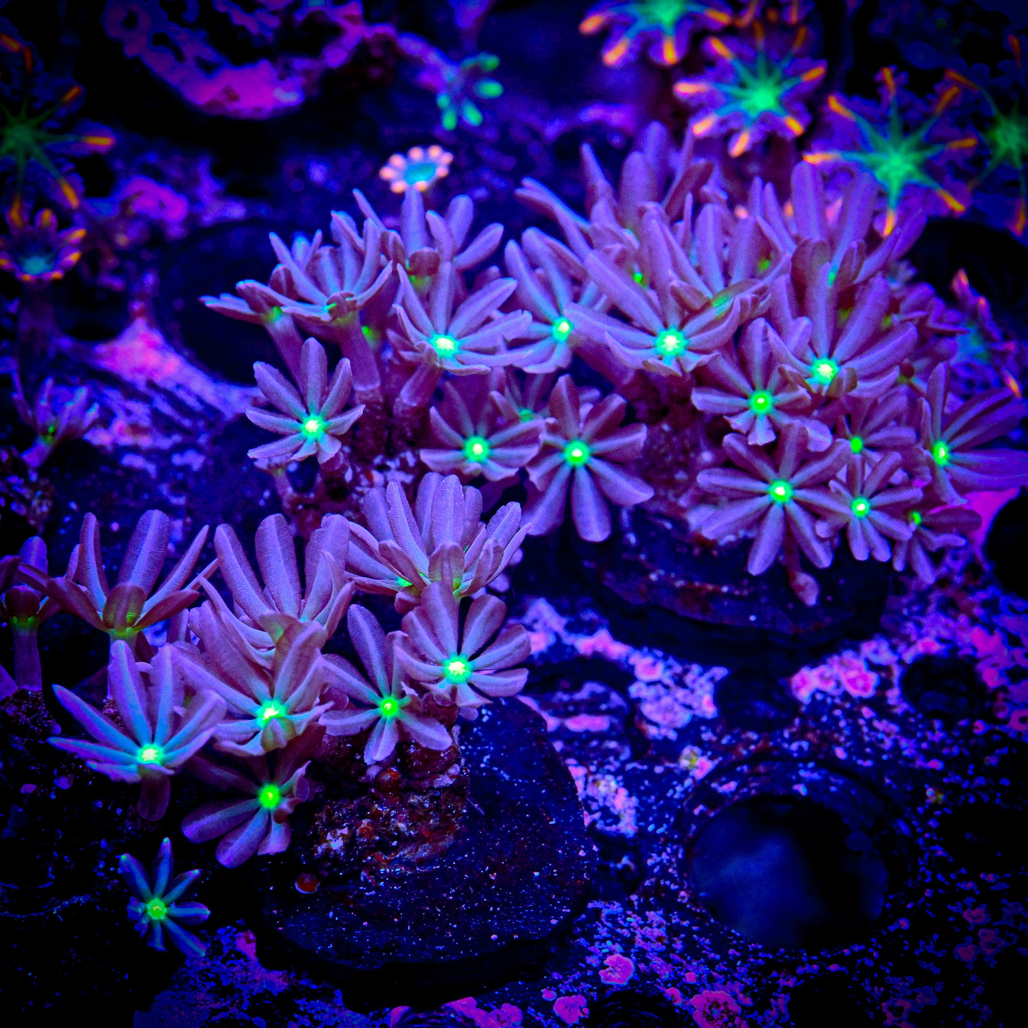 RC Alien Eyed Clove Polyps