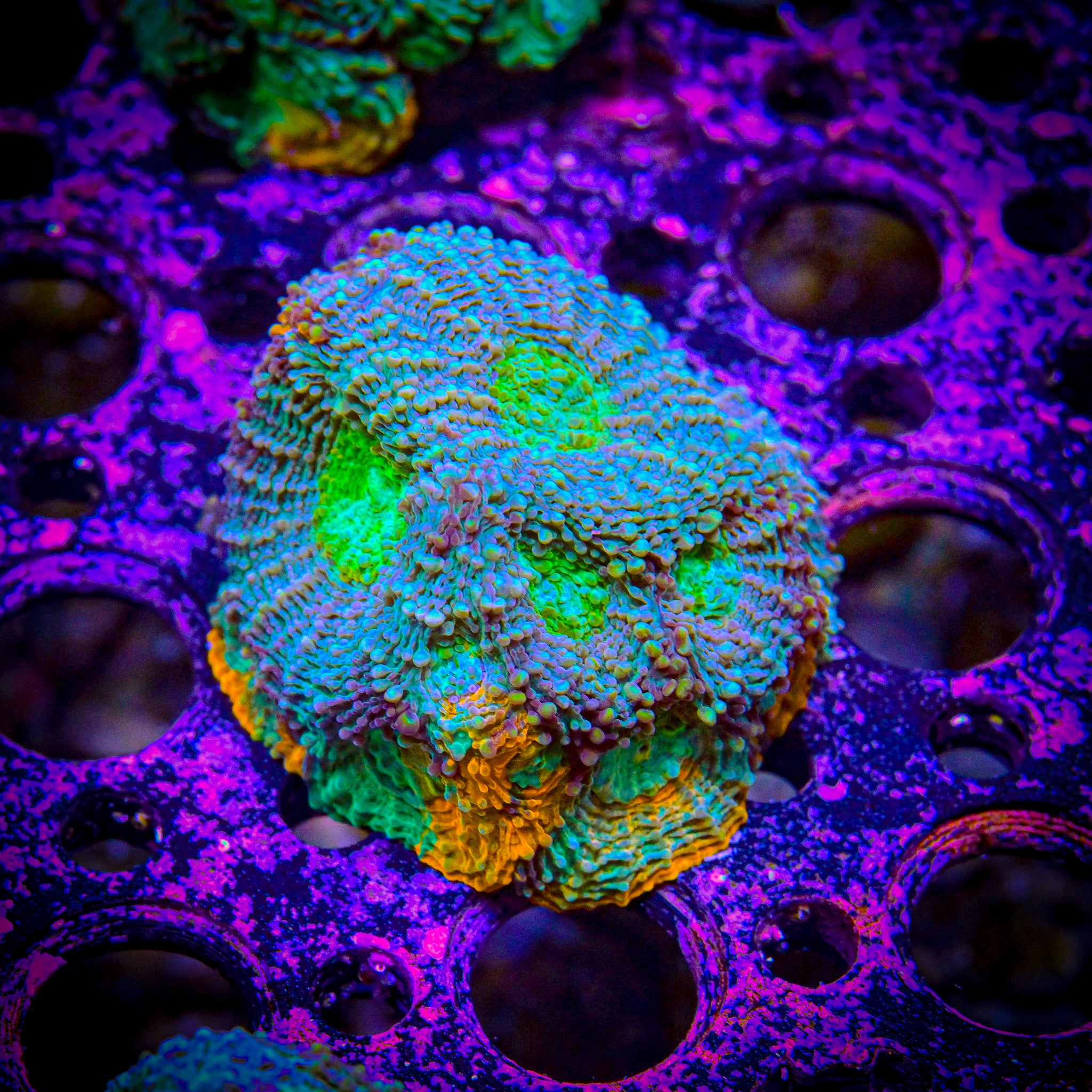 Reef Chasers | Buy Corals Online | Acan Echinata Corals for Sale