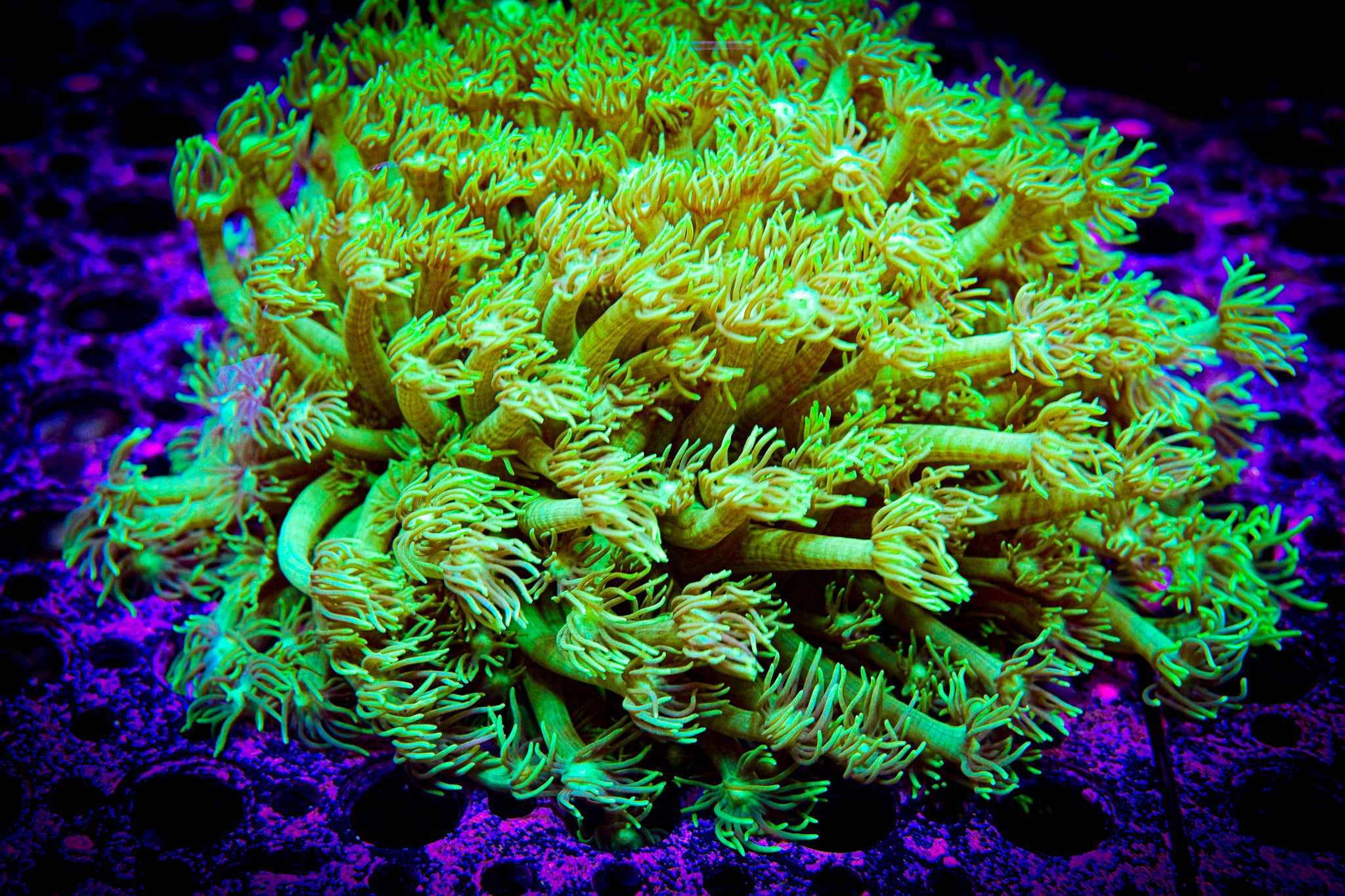 RC Forest Faerie Goniopora Frag