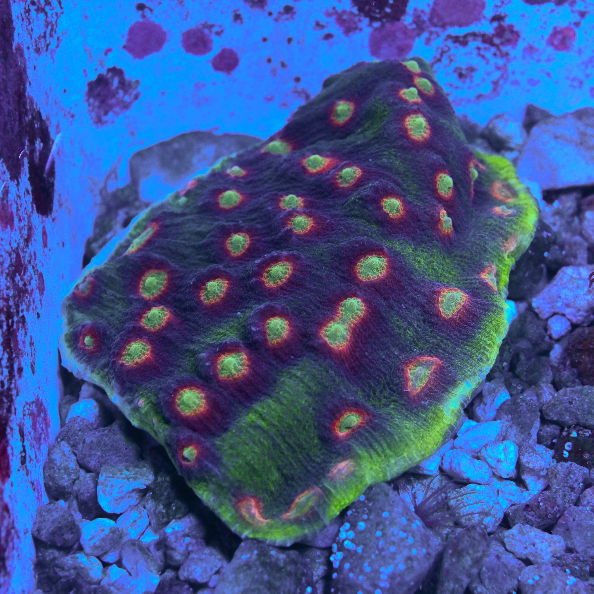 RC Acid Burn Aquacultured Chalice 4" Colony