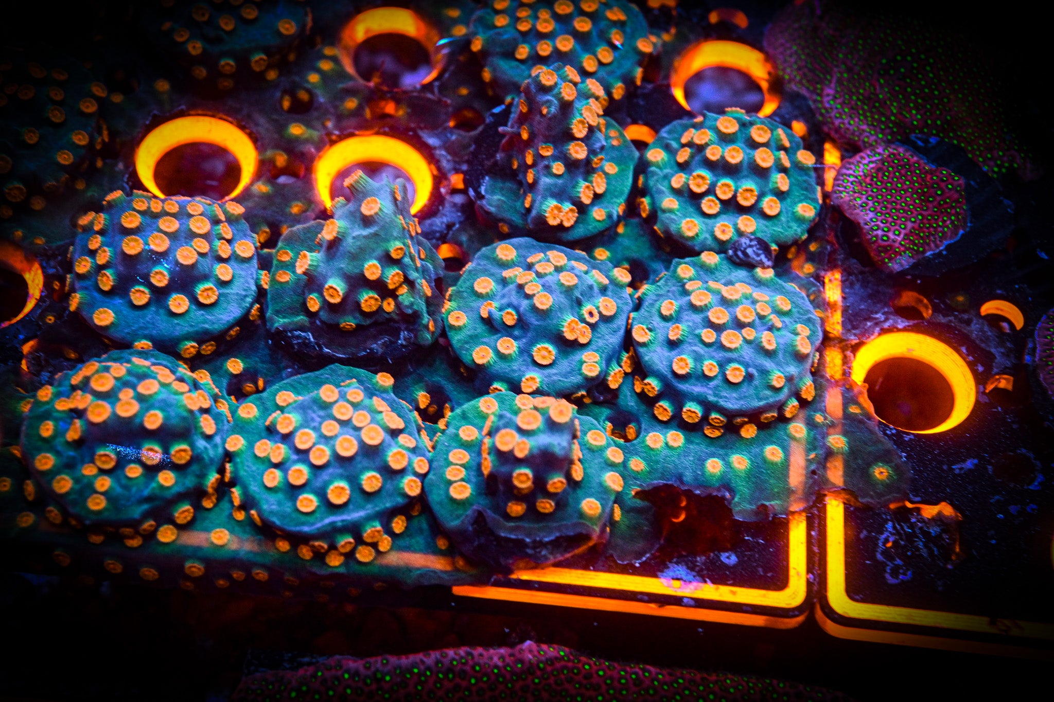 RC Meteor Shower Cyphastrea