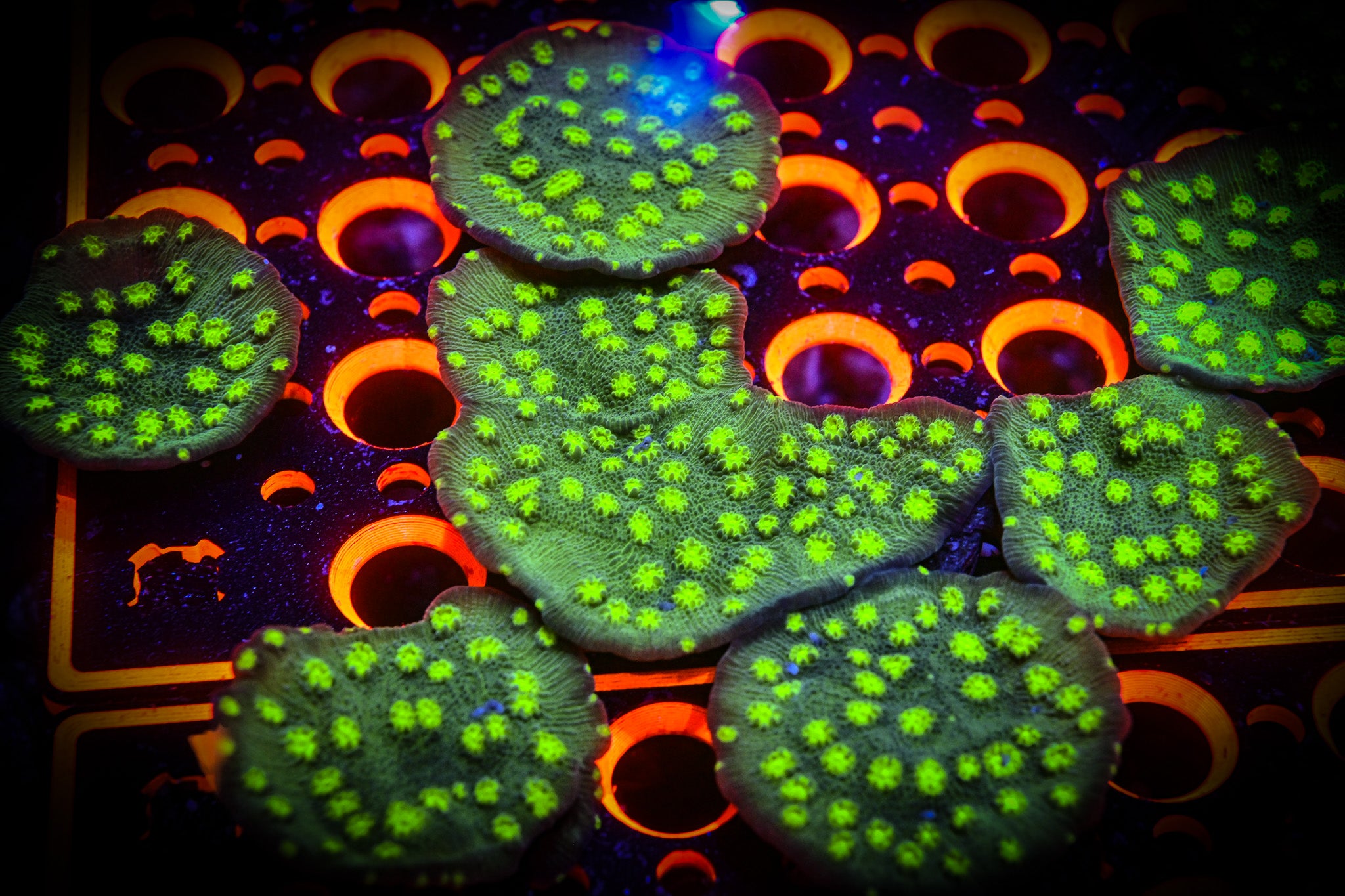 RC Hollywood Stunner Chalice (Large Frags)