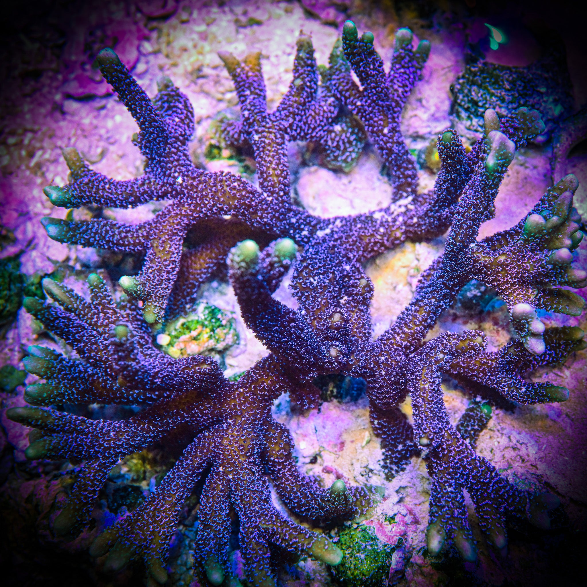 RC Electric Blue Montipora Digitata