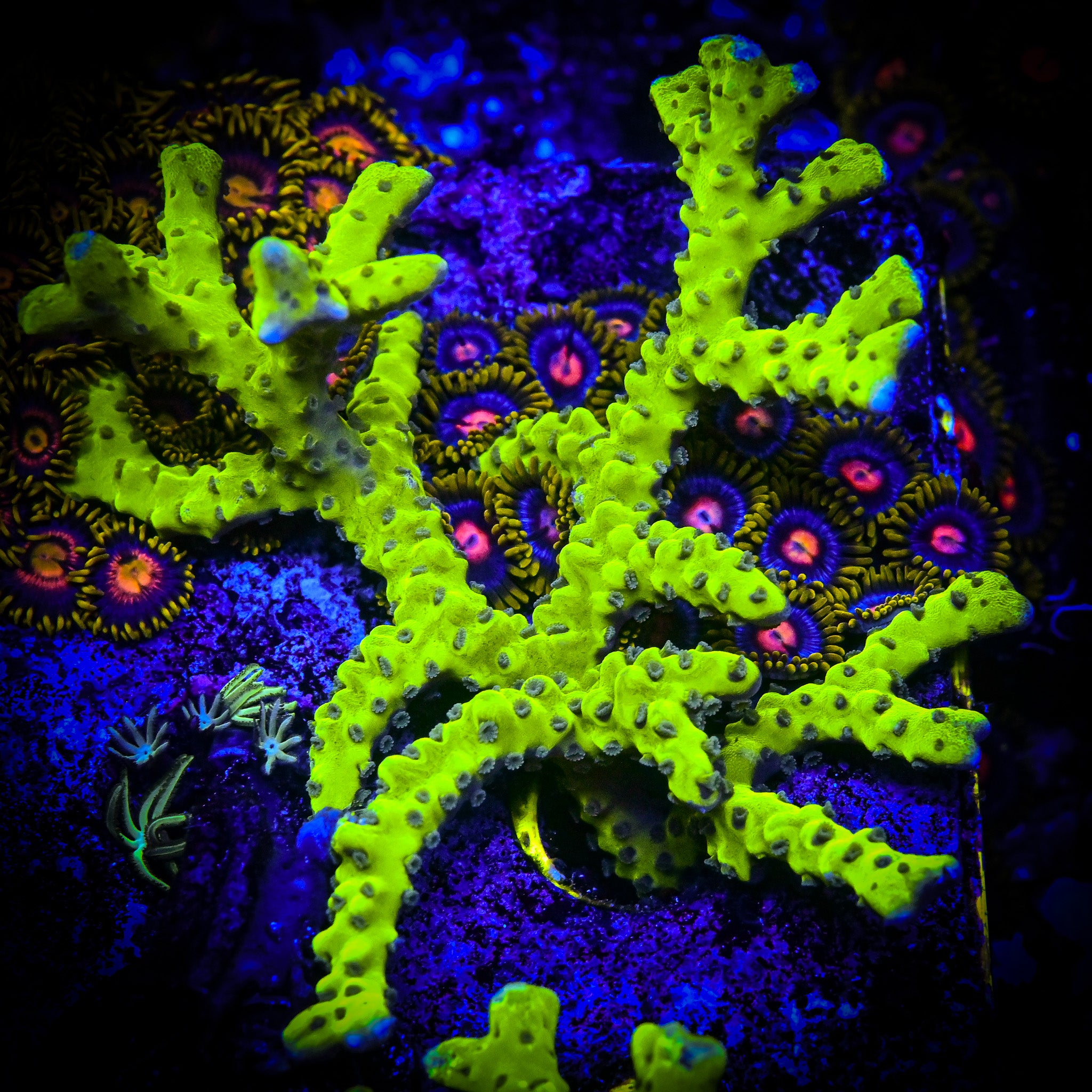 RC Green Goblin Anacropora