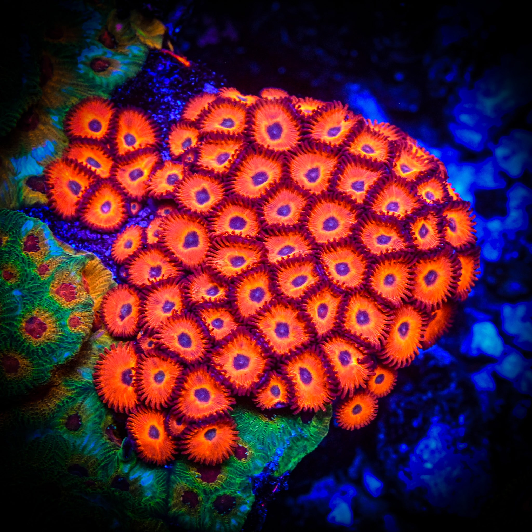 Coral プロフィール必読 Reef Chasers | Coral Care Guide How-To | Leather Corals