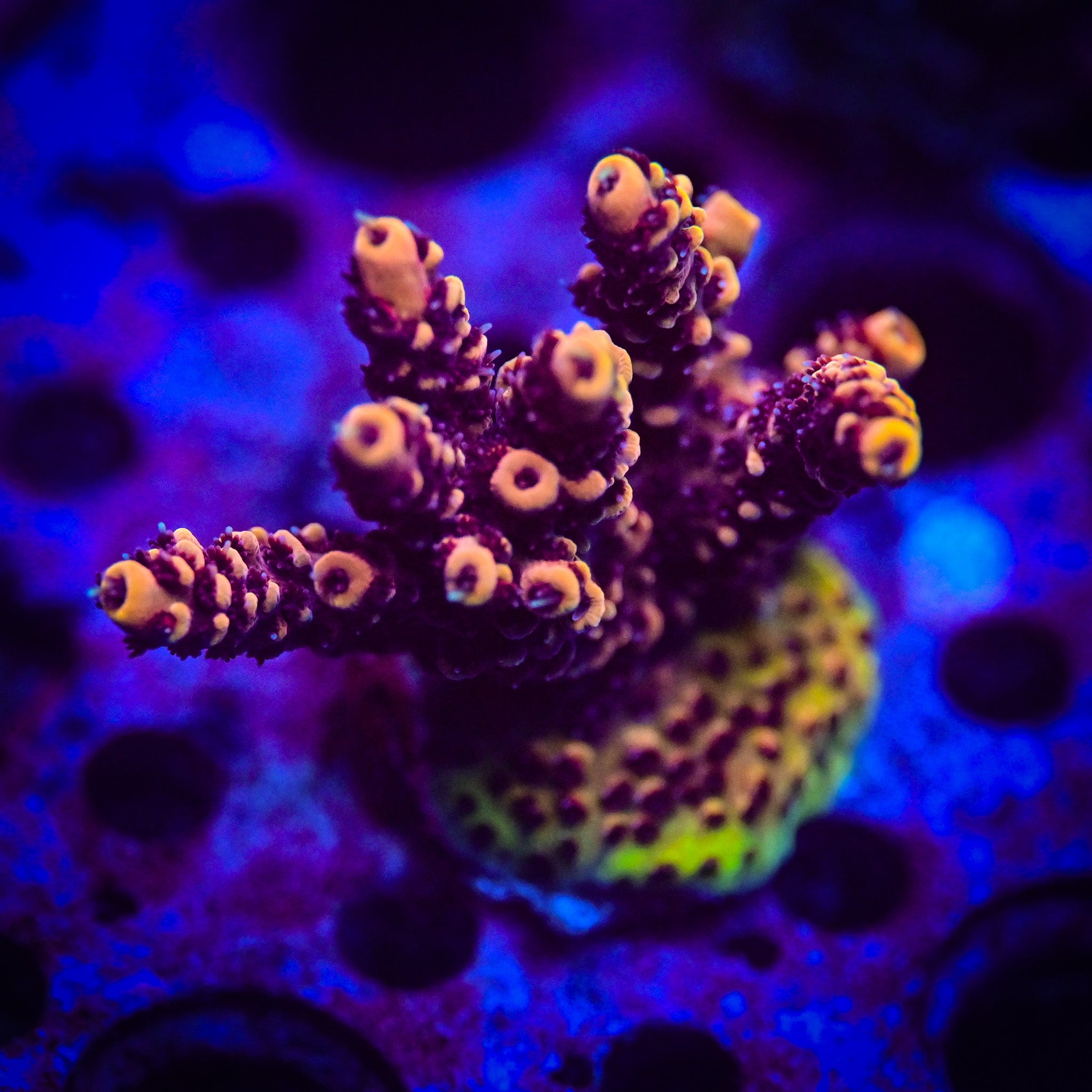 RC Heatwave Acropora WYSIWYG