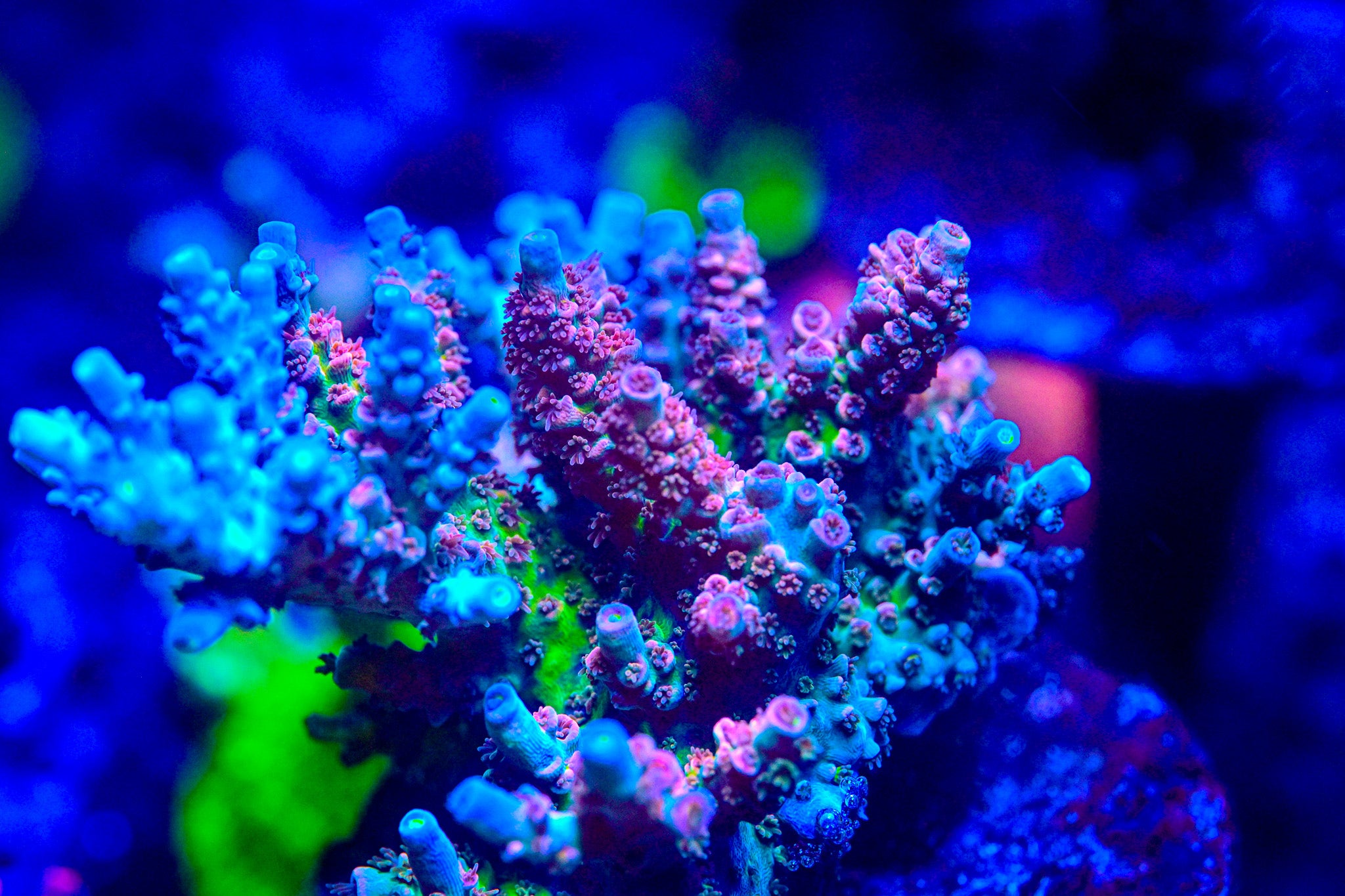 RC Fantasia Acropora *CUT TO ORDER*
