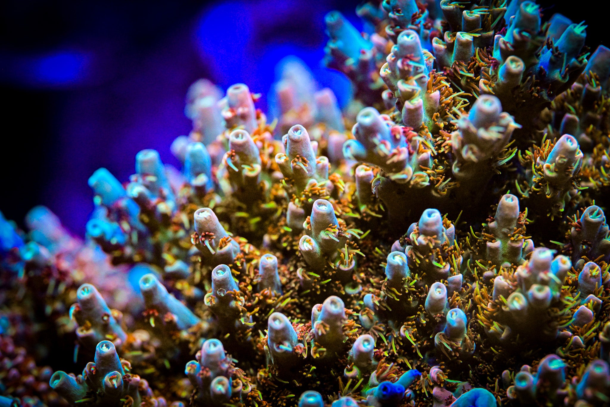 RC Wonderboy Acropora