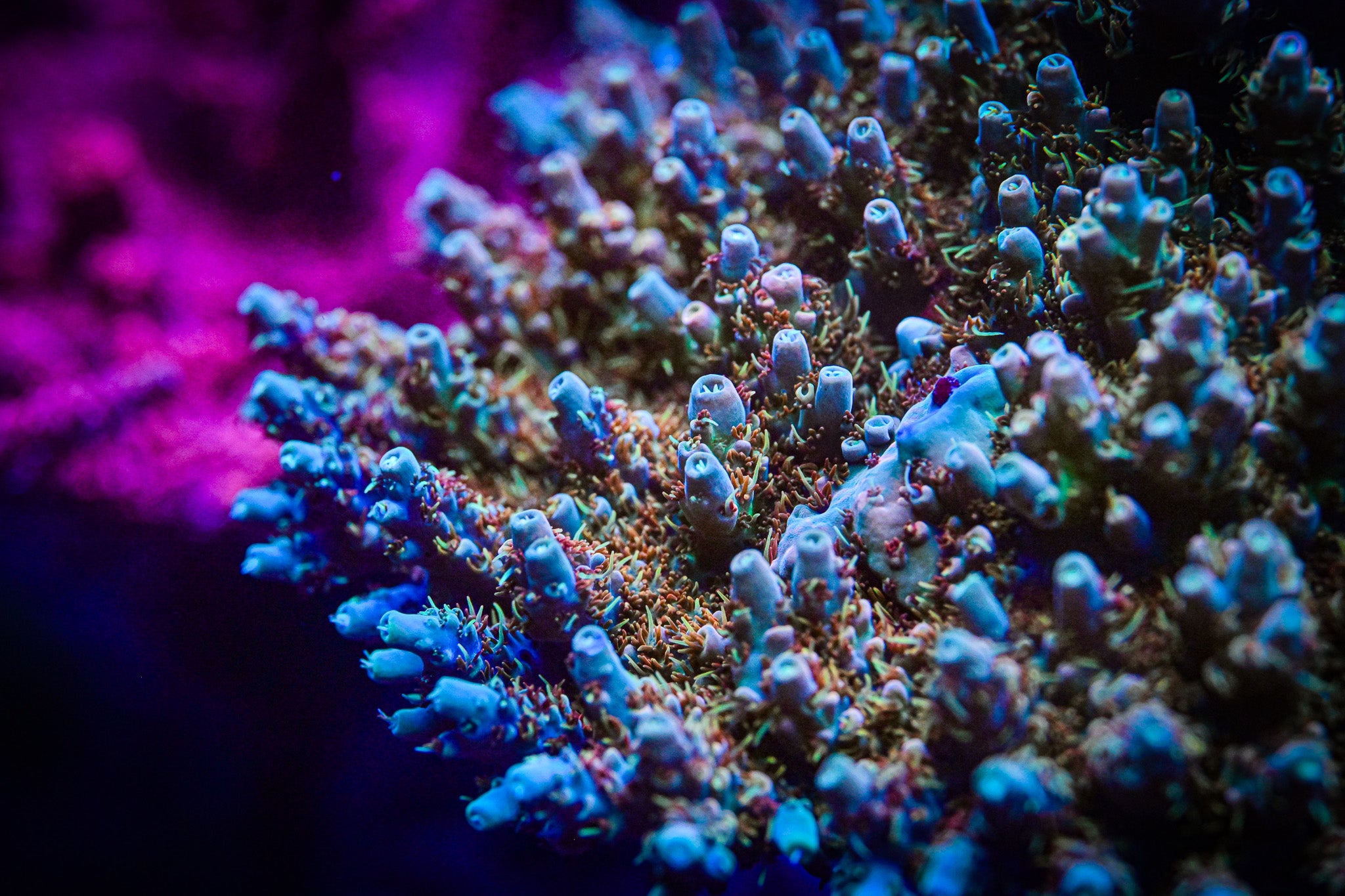RC Wonderboy Acropora