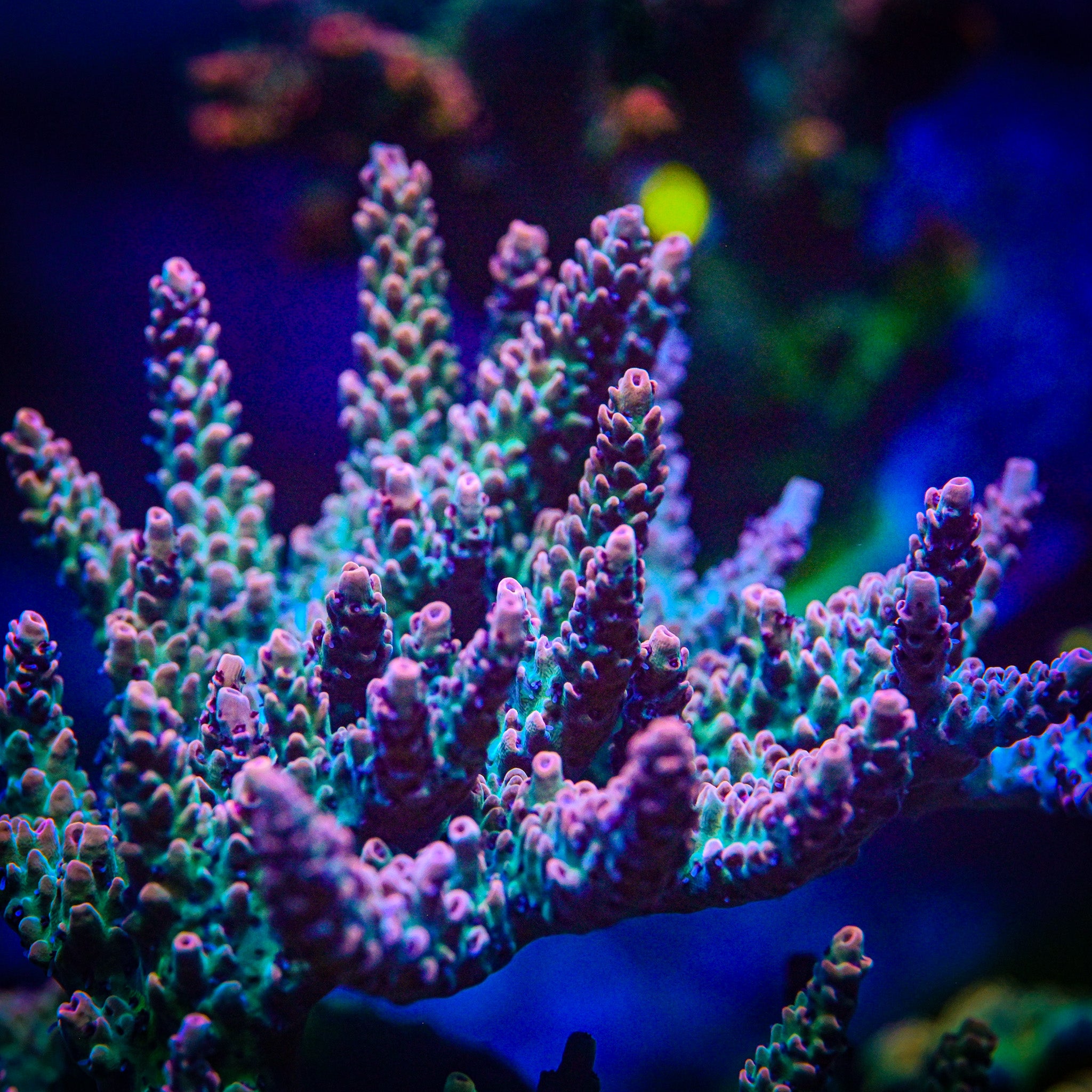 RC Cthulu Acropora Frag