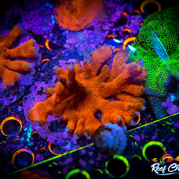 DSC_9584_600x600_crop_center.