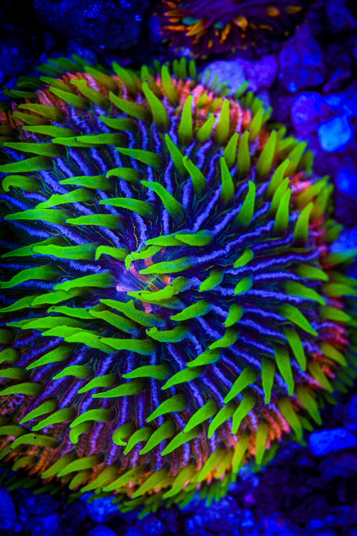 Strange Encounters Rainbow Fungia Frag