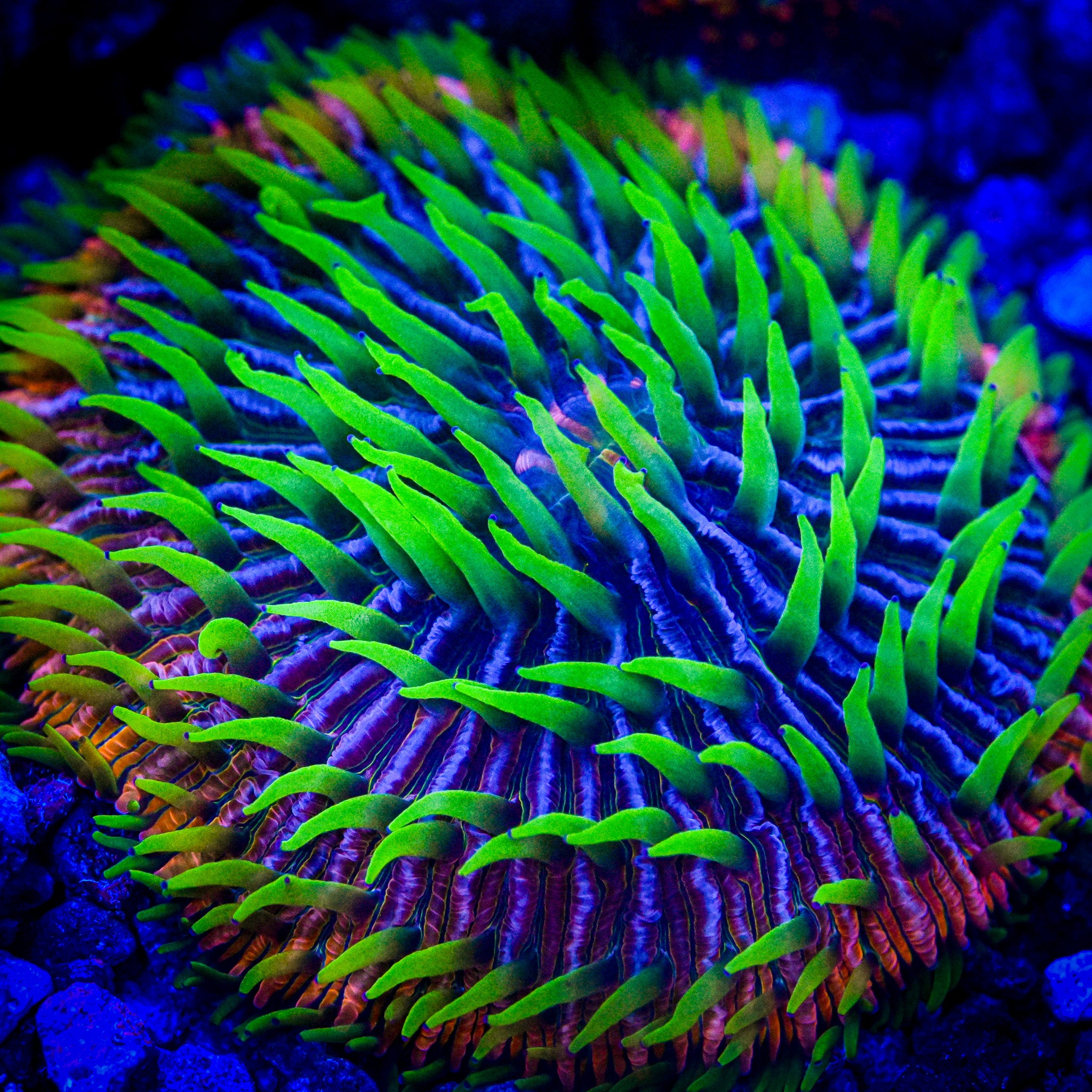 Reef Chasers | Coral Care Guide How-To | Fire Anemone Care
