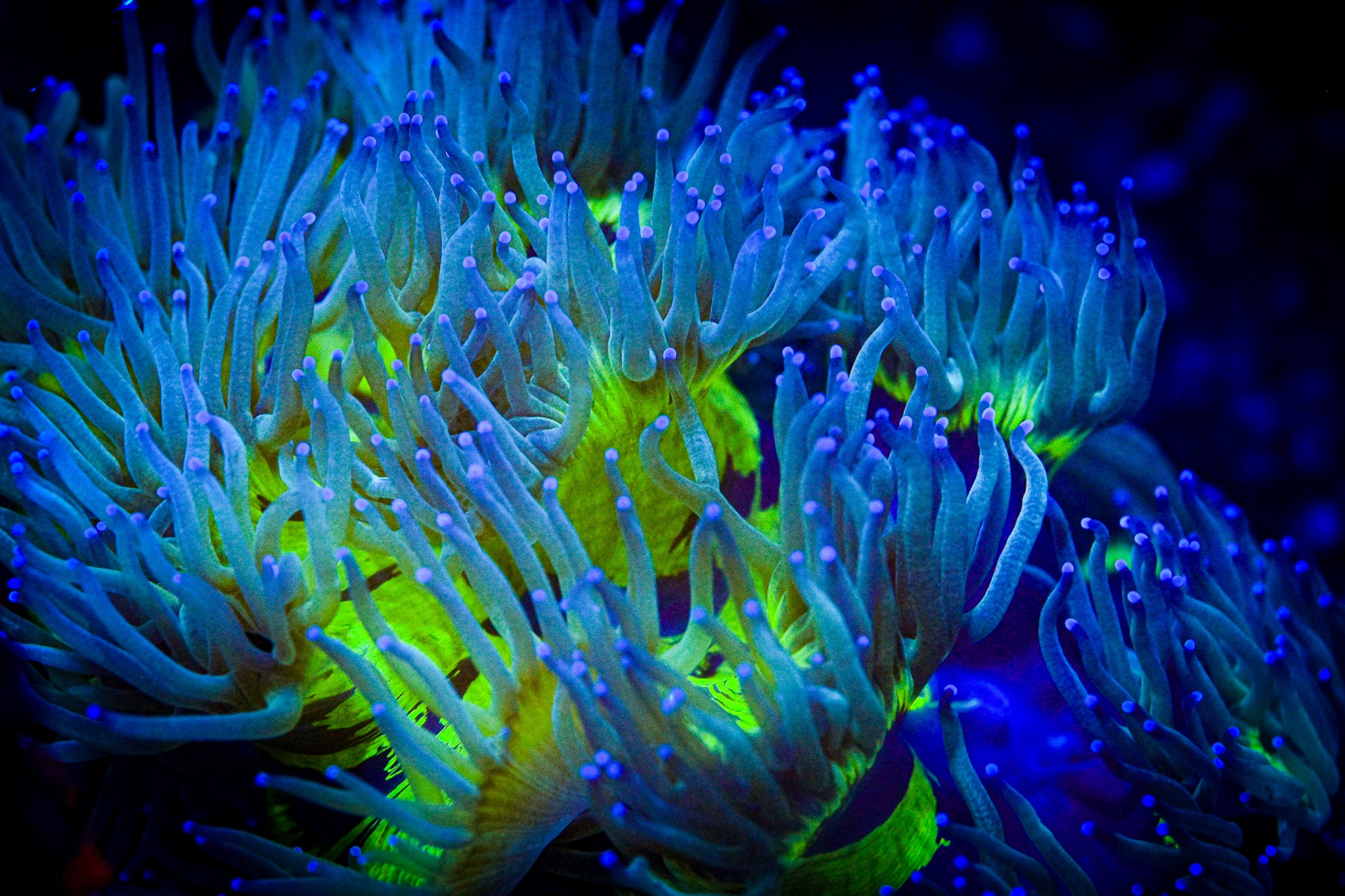 XL Blue Tip Elegance Coral *SHOW* *WYSIWYG*