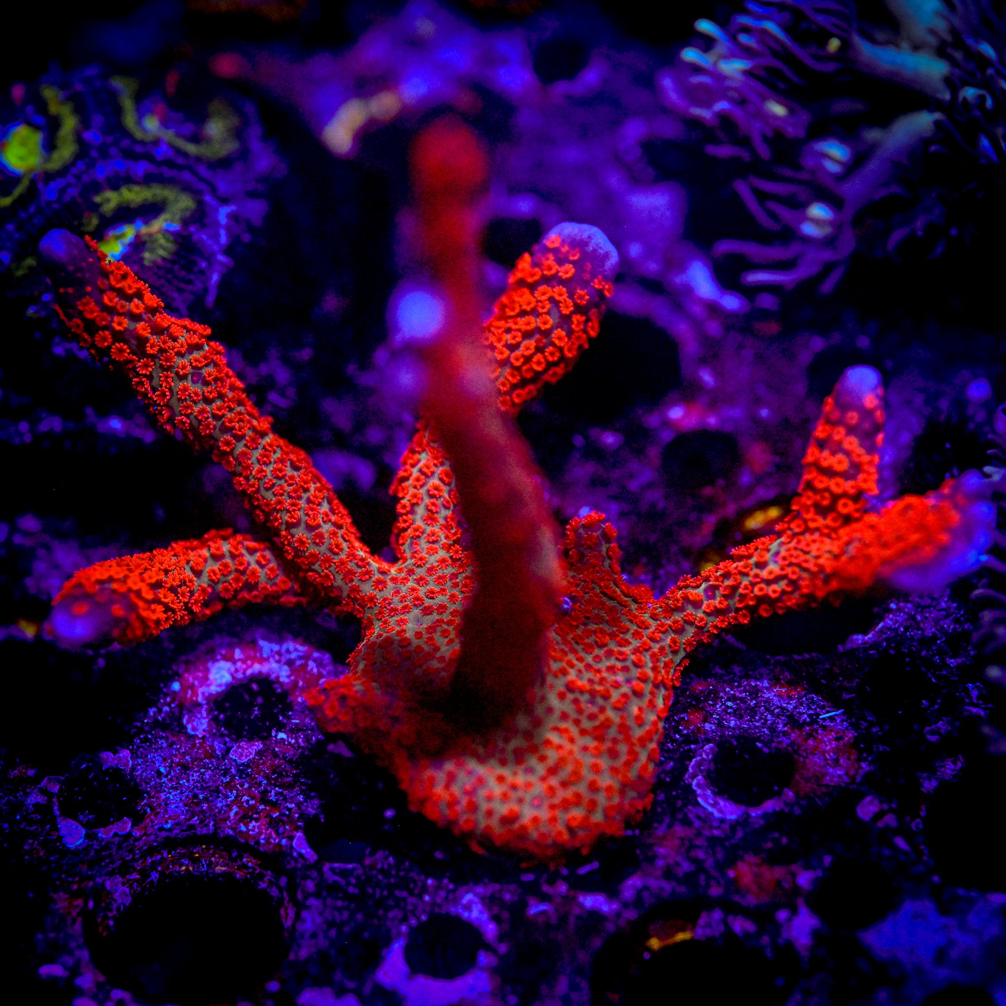 RC Forest Fire Montipora Digitata *ALMOST WYSIWYG*