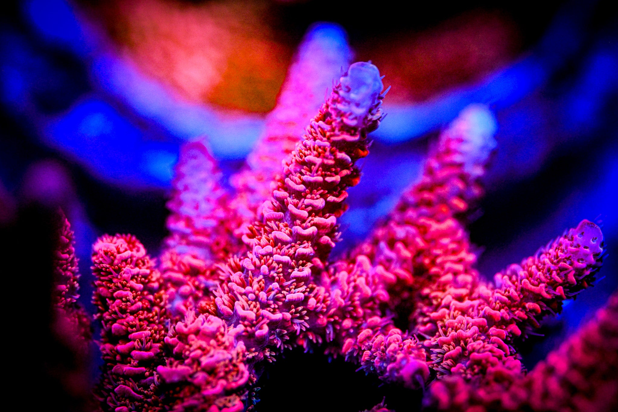 RC Furiosa Acropora