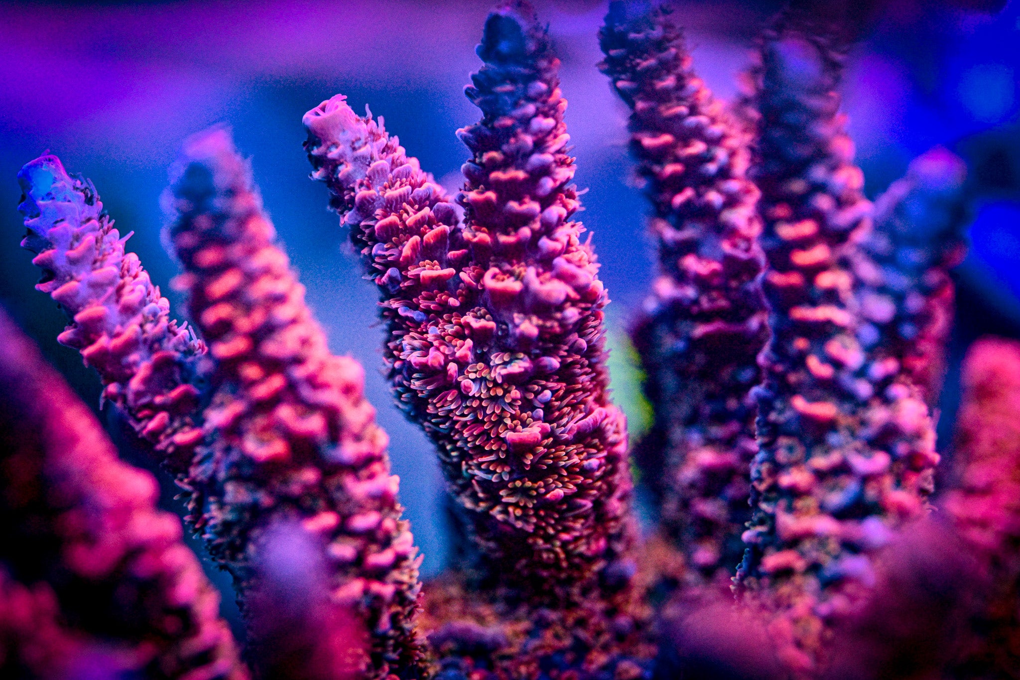 RC Furiosa Acropora Frag