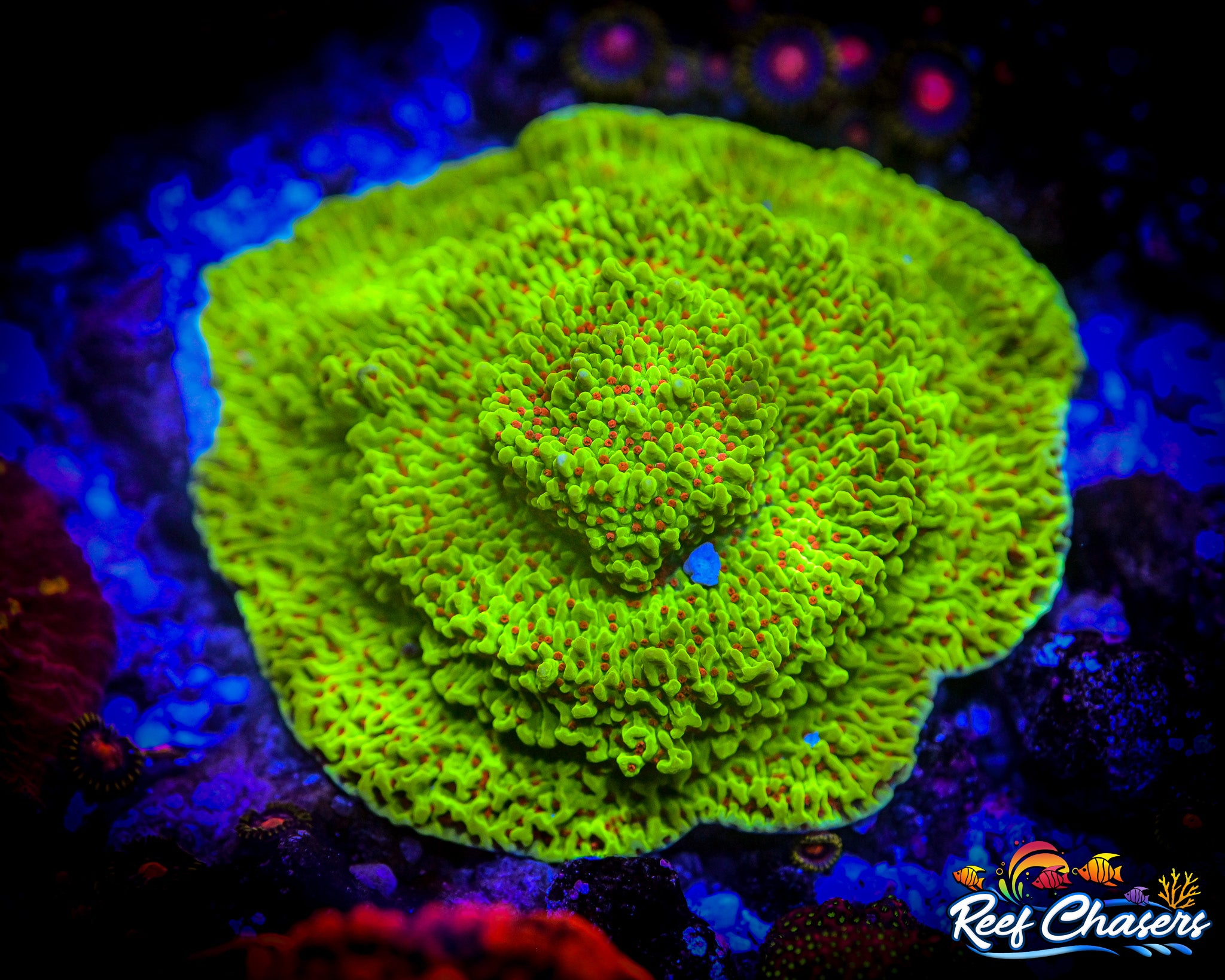 RC Cousin Eddies Toxic Montipora
