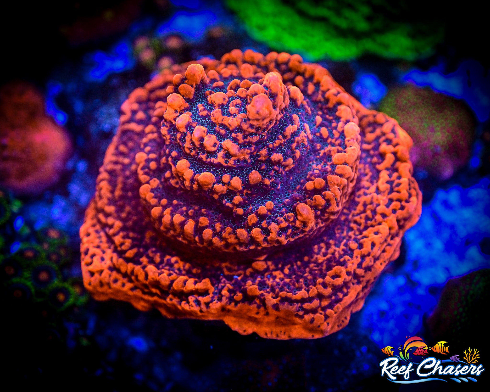JF Silver Bullet Montipora Frag