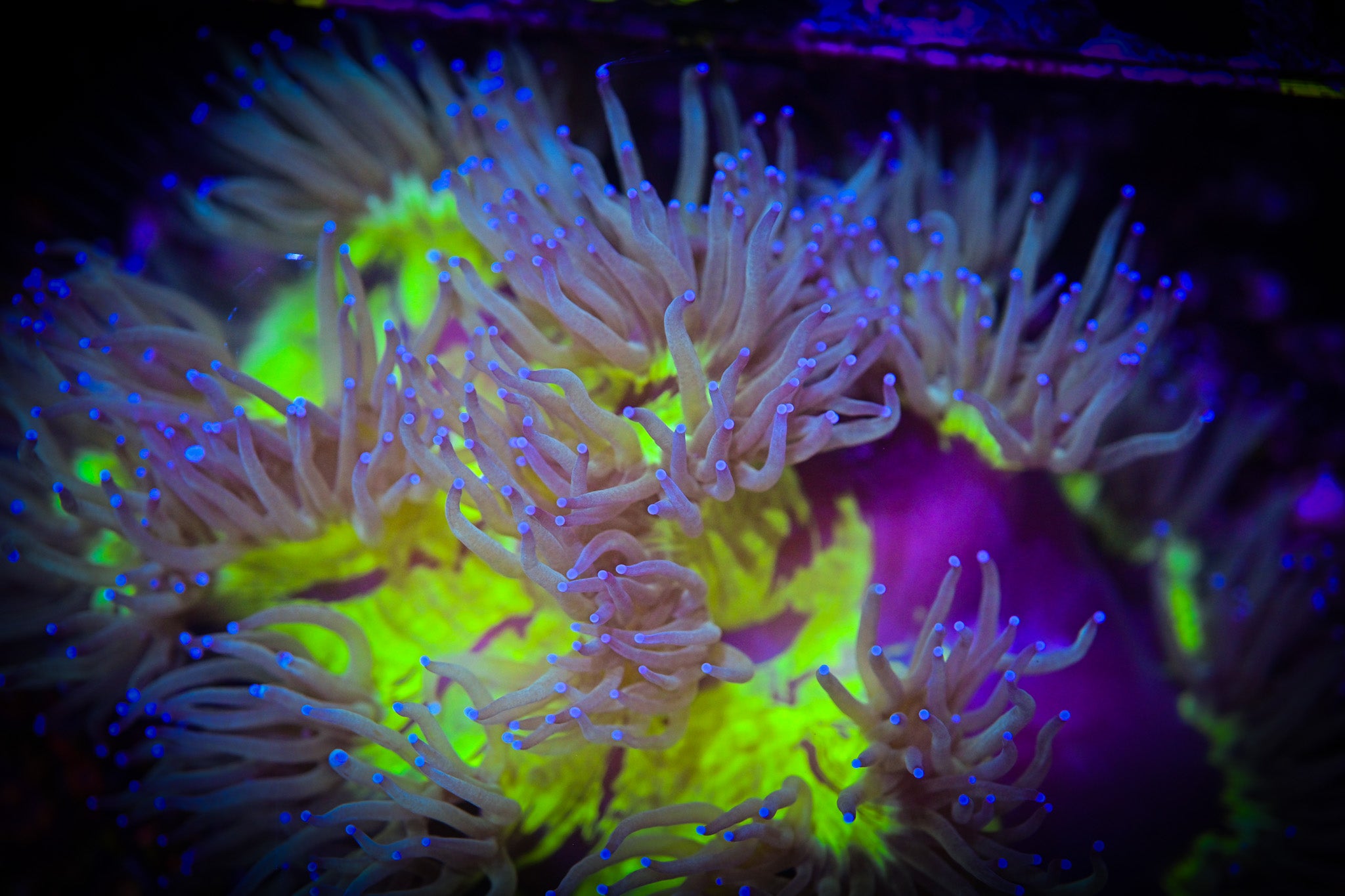 Reef Chasers | Coral Care Guide How-To | Leather Corals