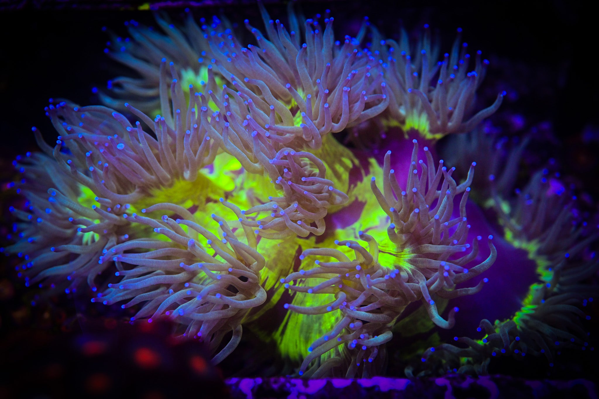 Large Blue Tip Elegance Coral *SHOW* *WYSIWYG*