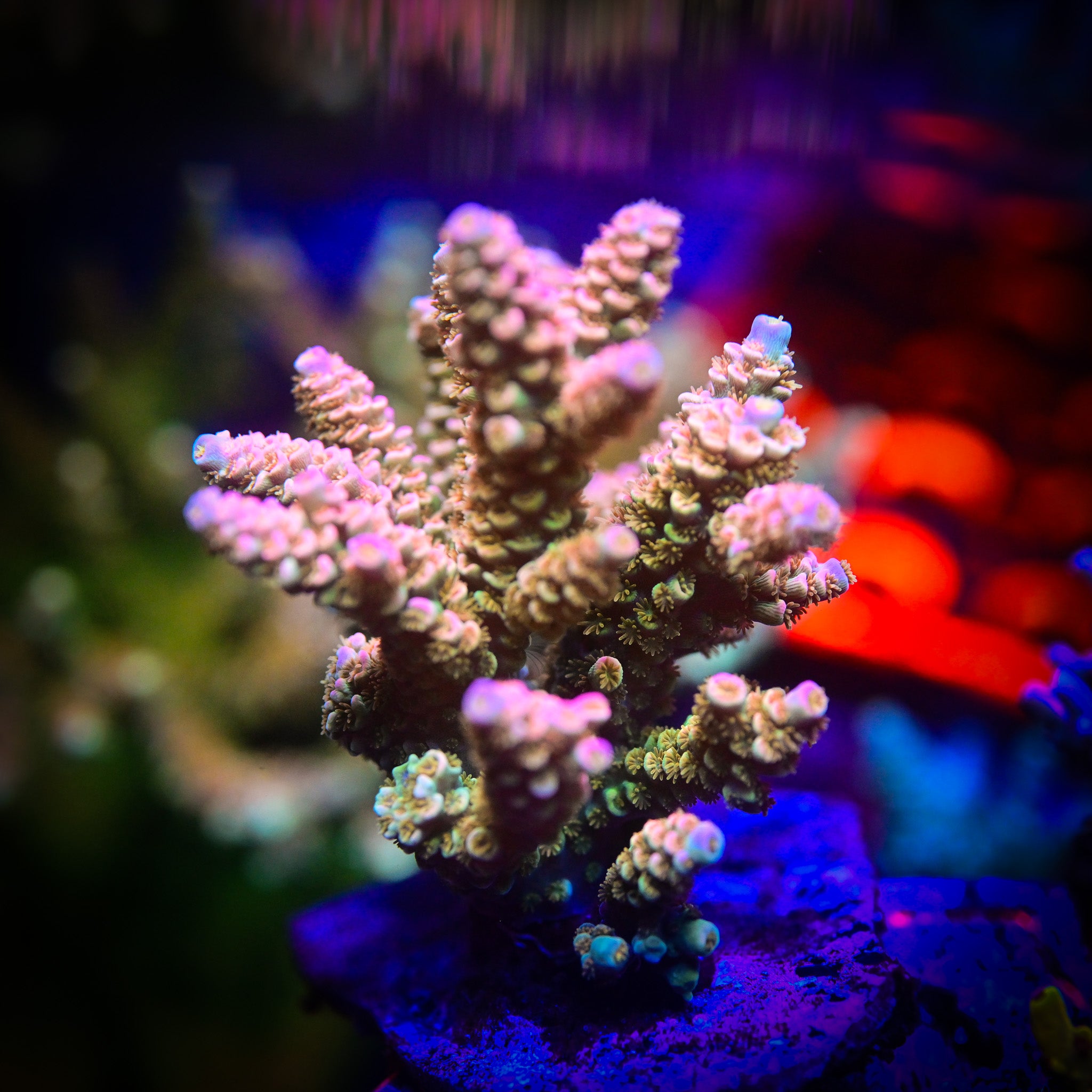 RC Pure Imagination Acropora