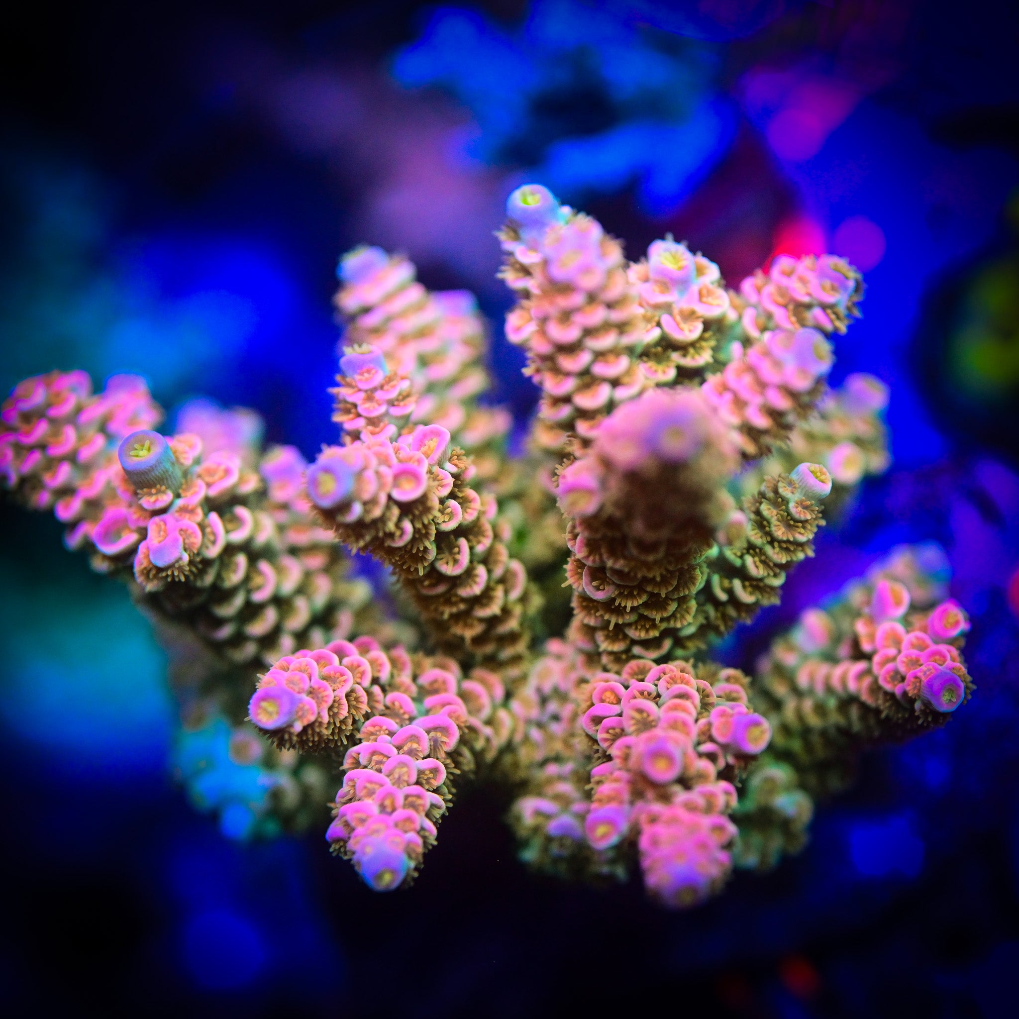 RC Pure Imagination Acropora